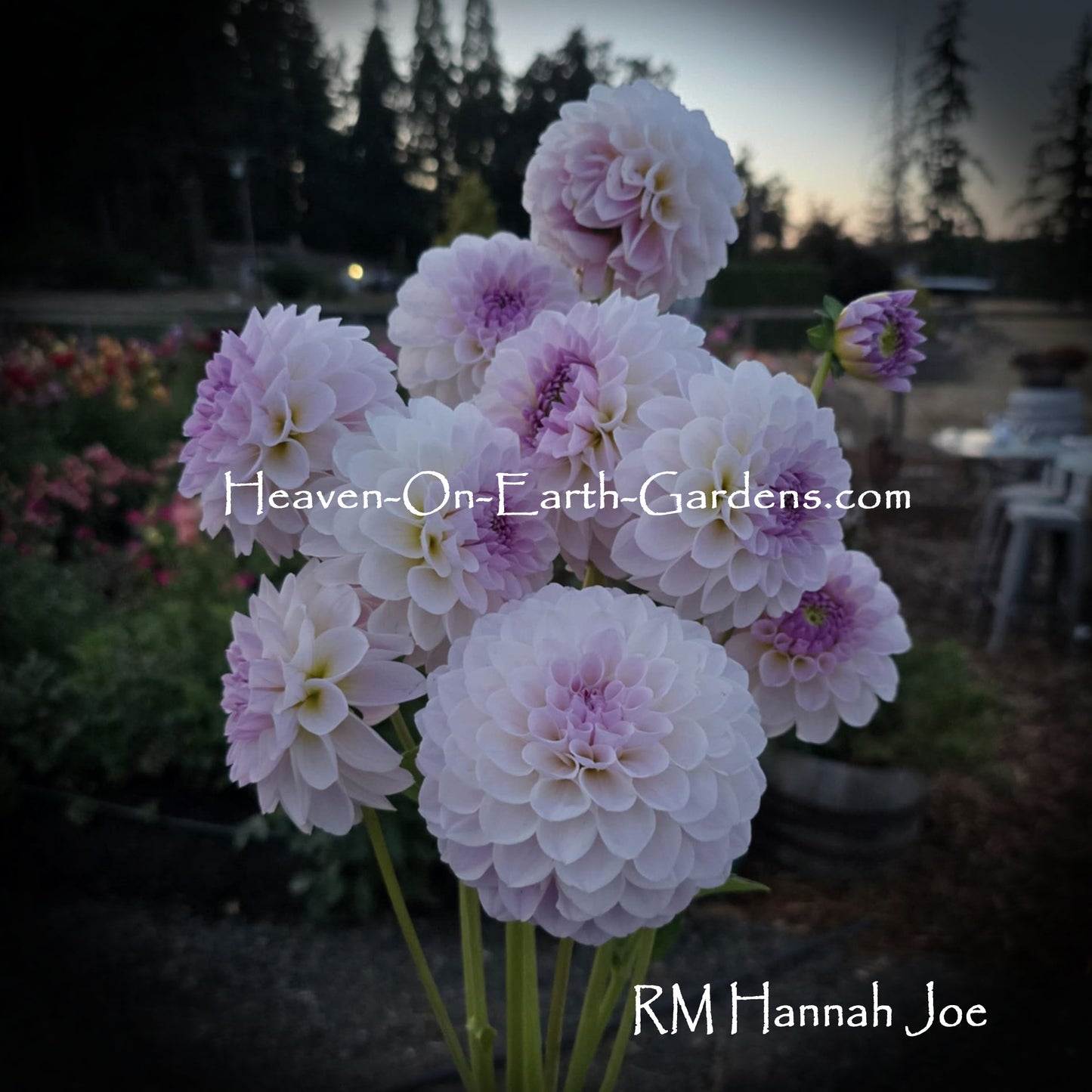 RM Hannah Joe