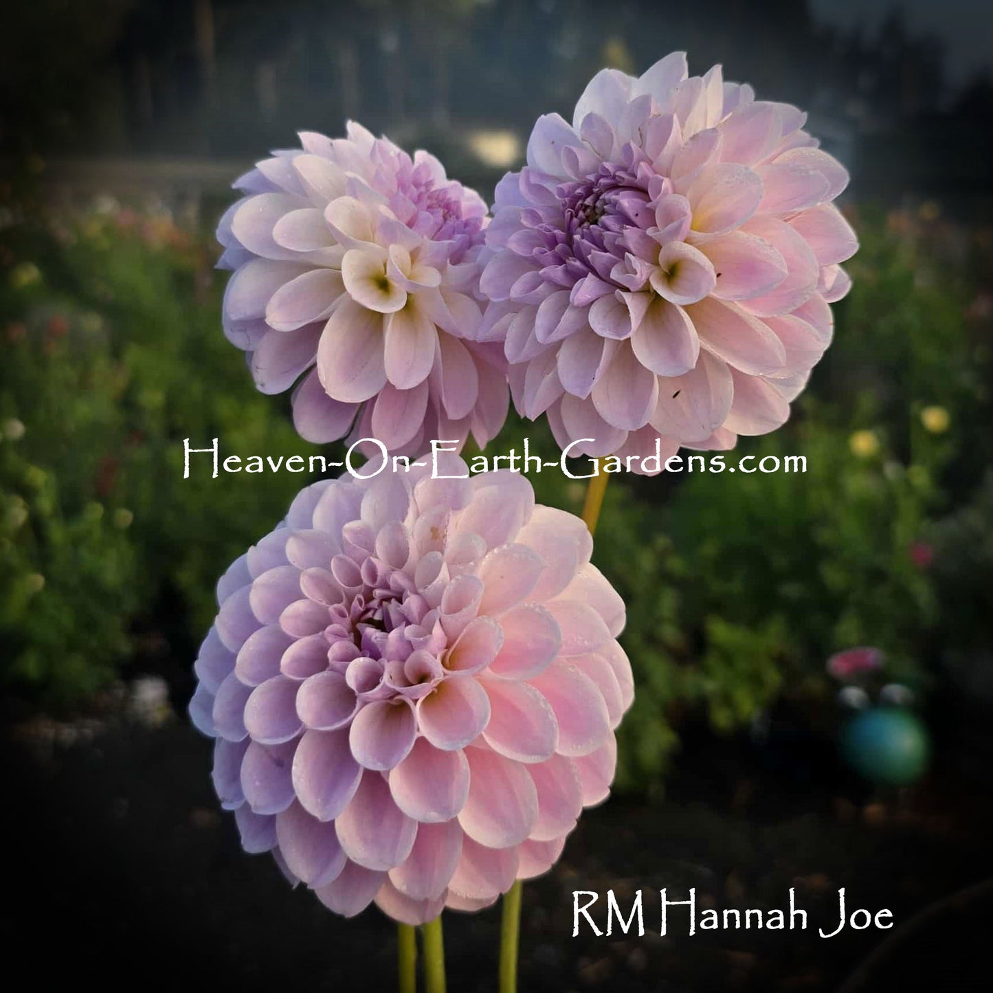 RM Hannah Joe