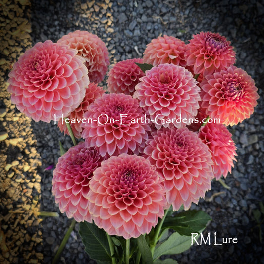 RM Lure