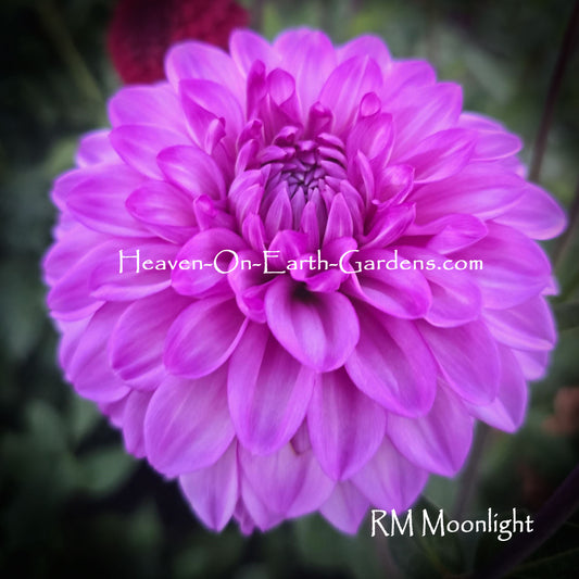 RM Moonlight