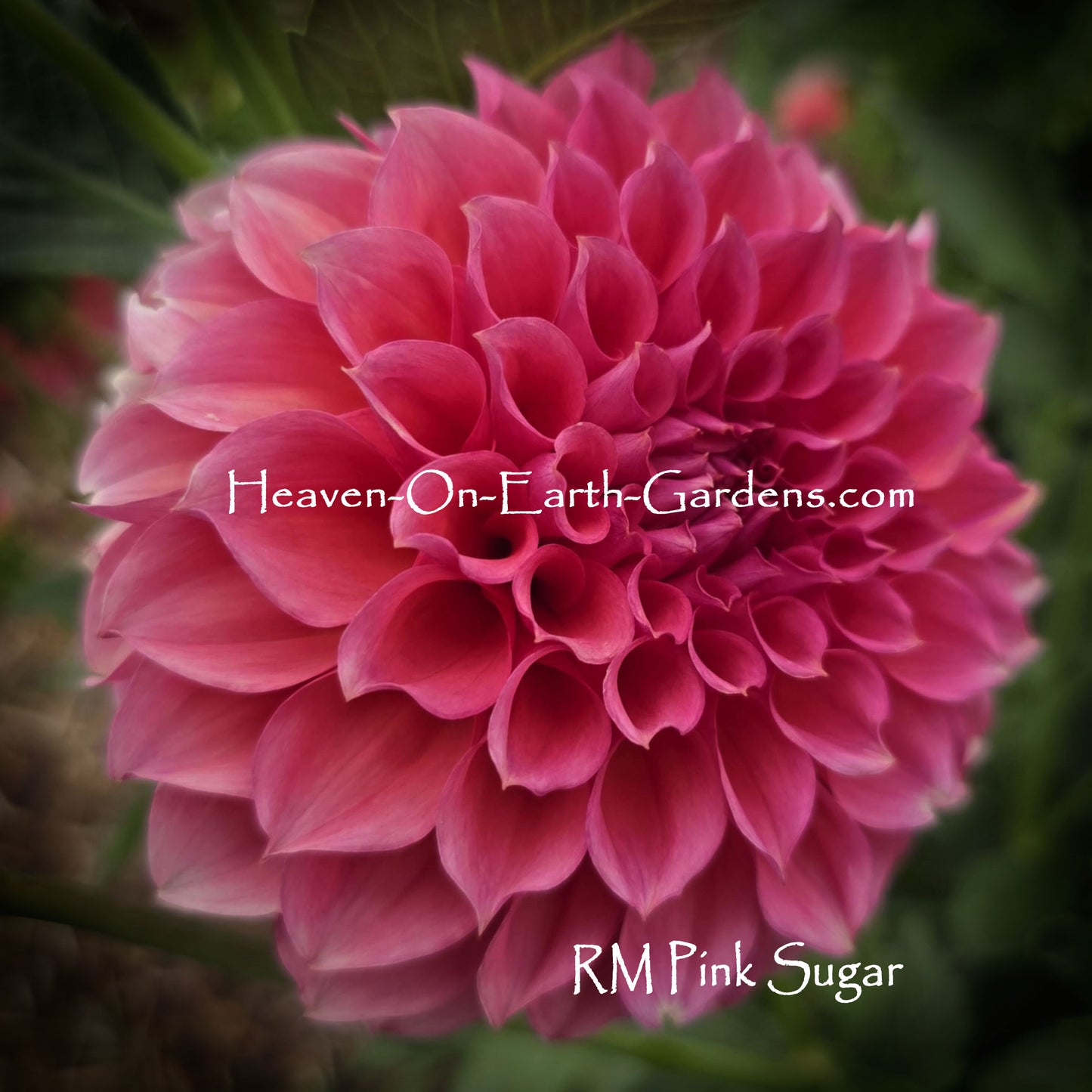 RM Pink Sugar