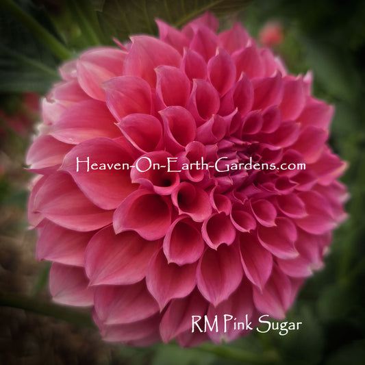 RM Pink Sugar