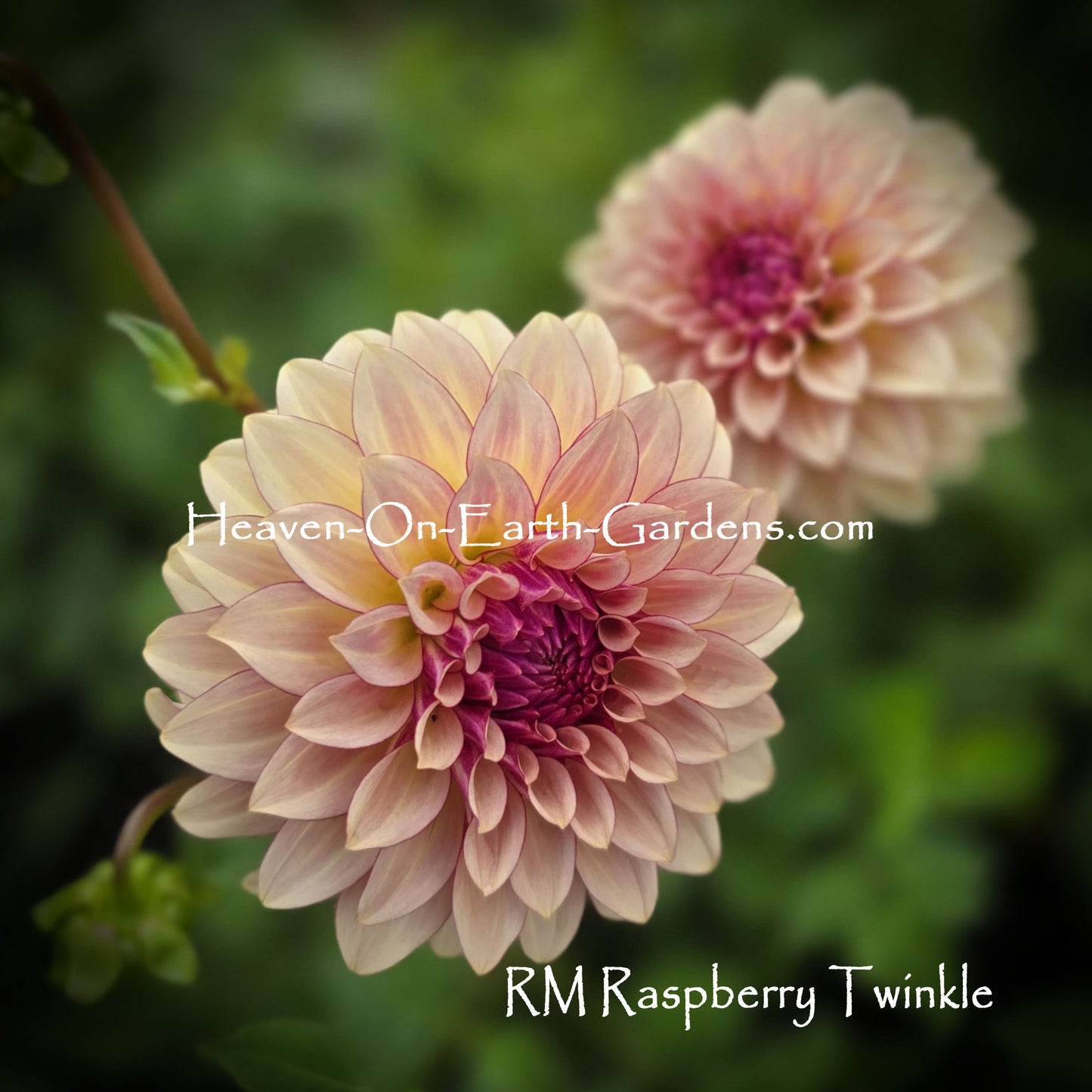 RM Raspberry Twinkle