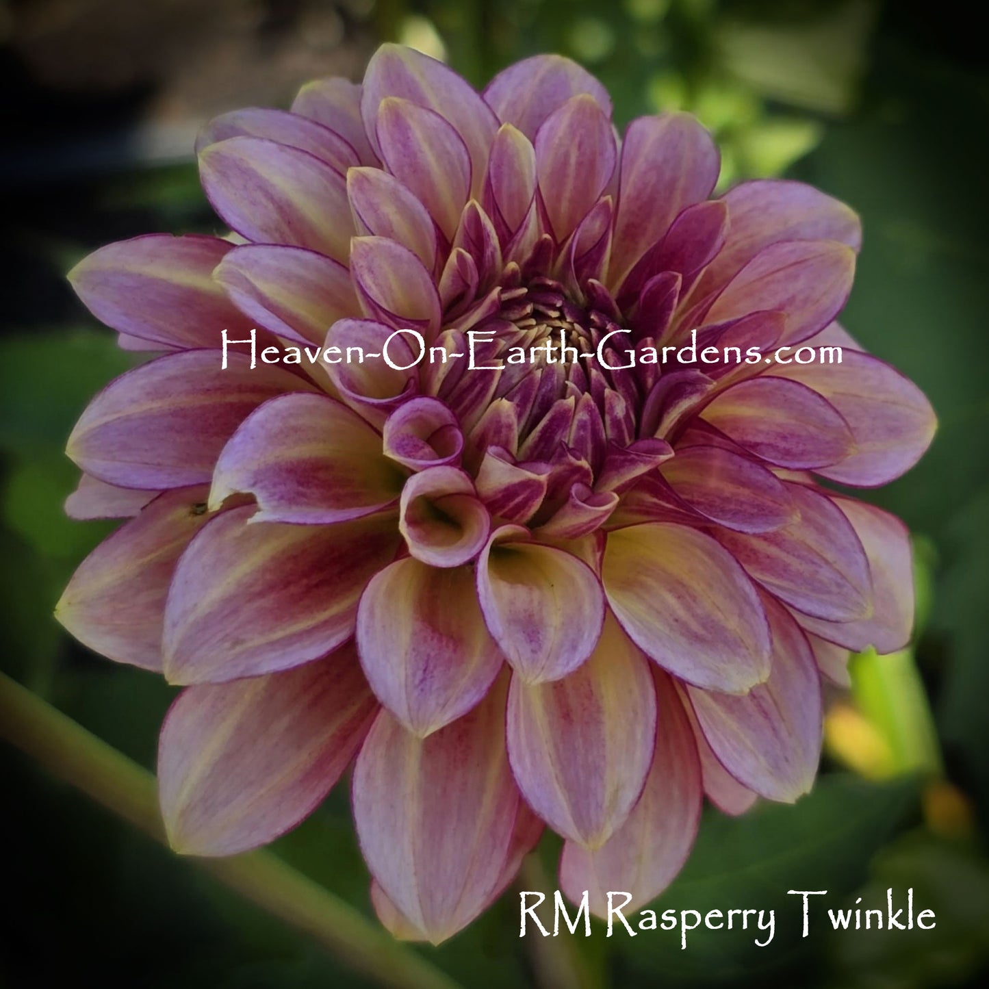 RM Raspberry Twinkle
