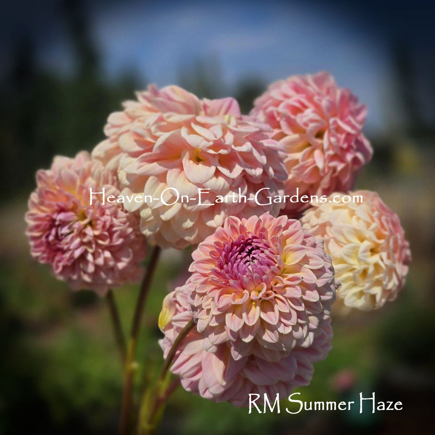 RM Summer Haze