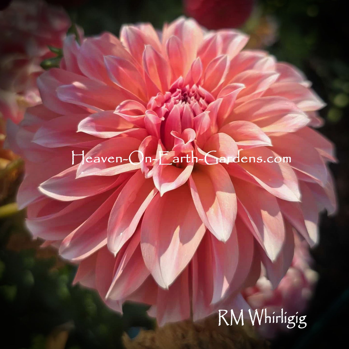 RM Whirligig