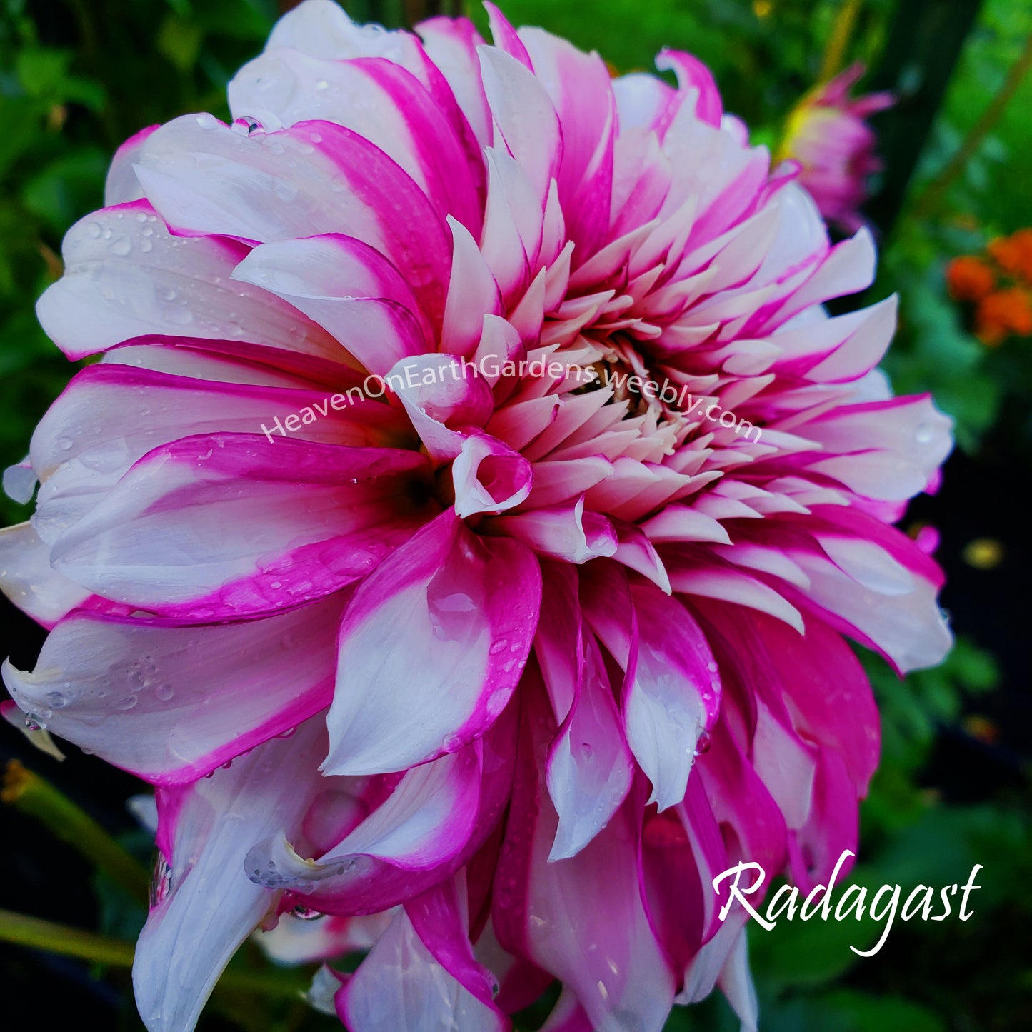 Radegast