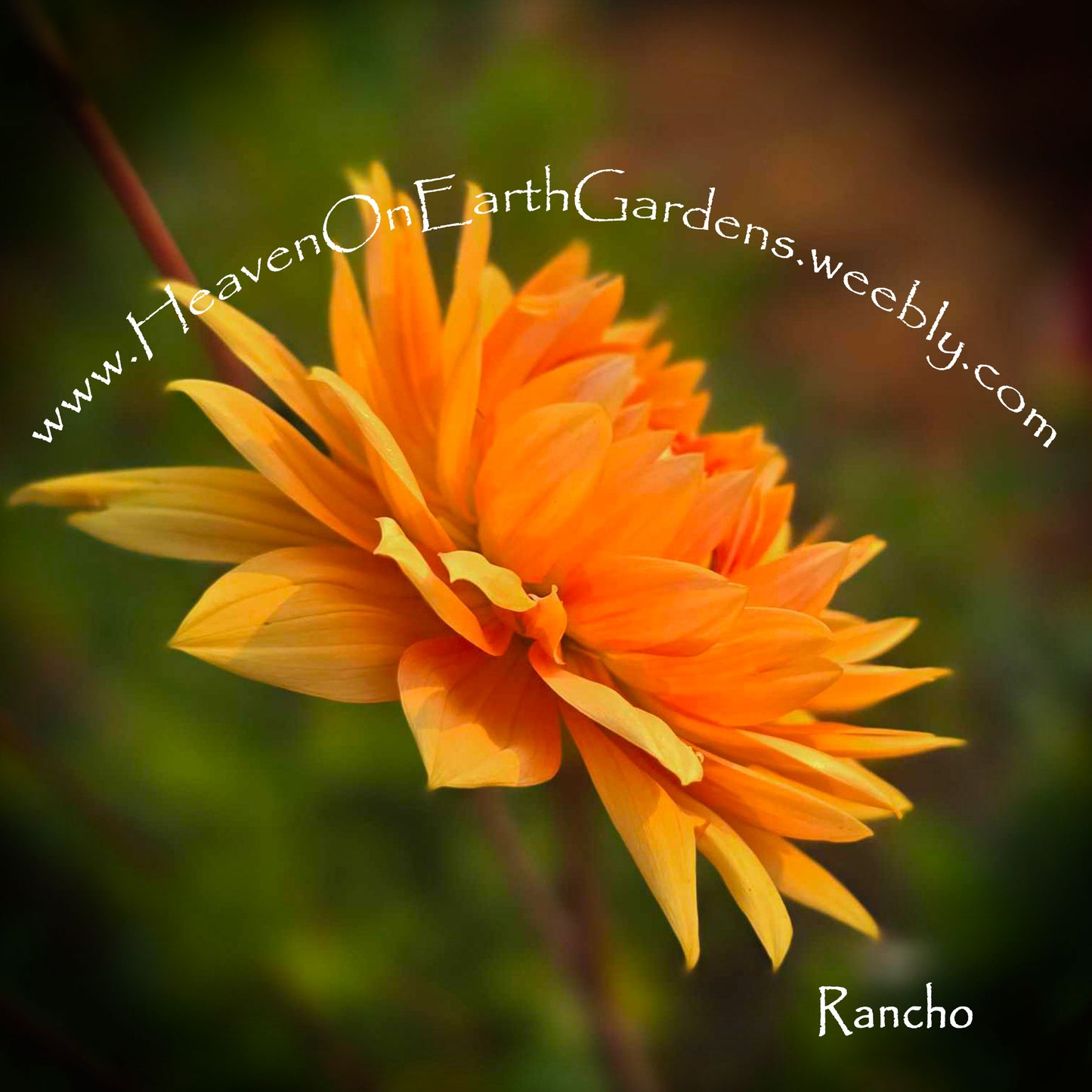 Rancho