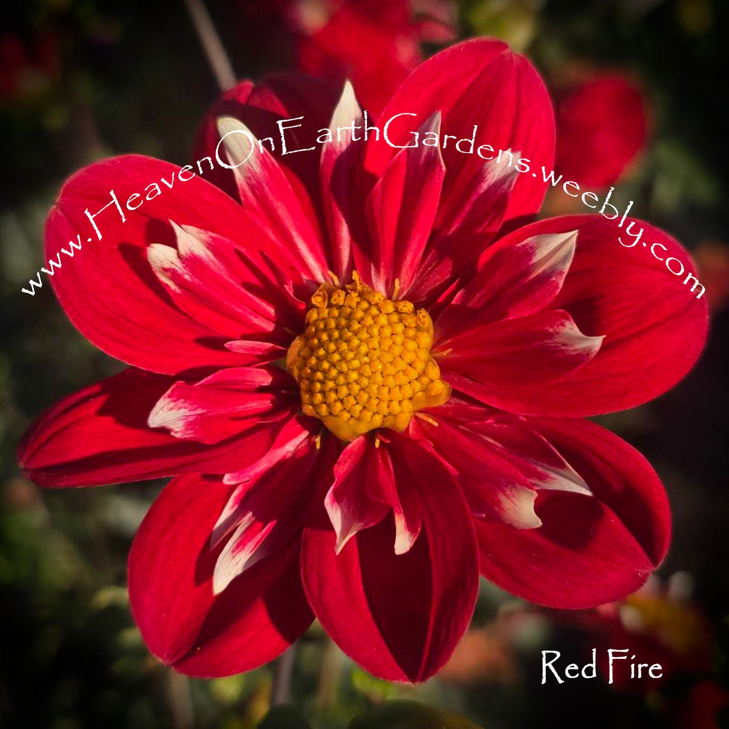 Red Fire