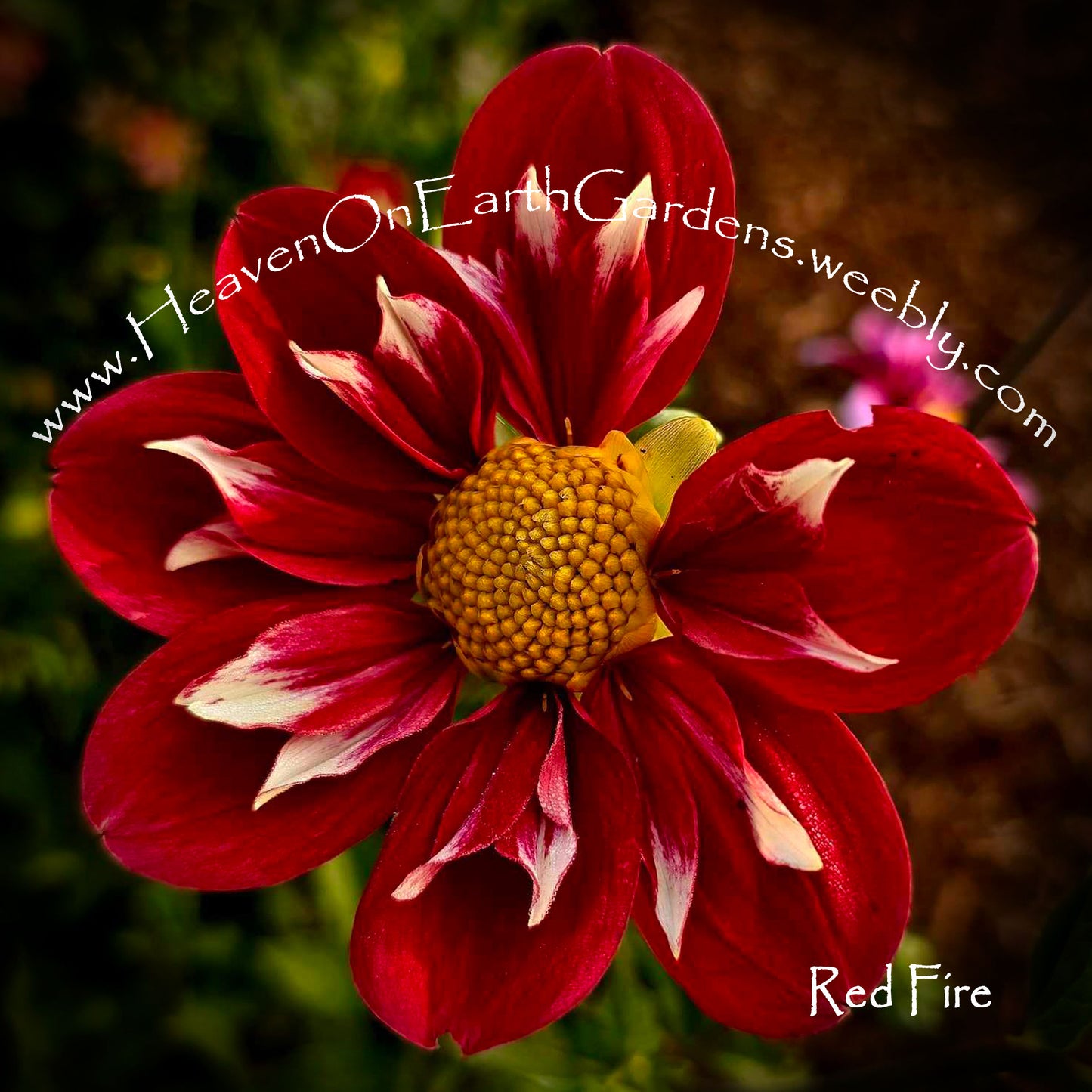 Red Fire