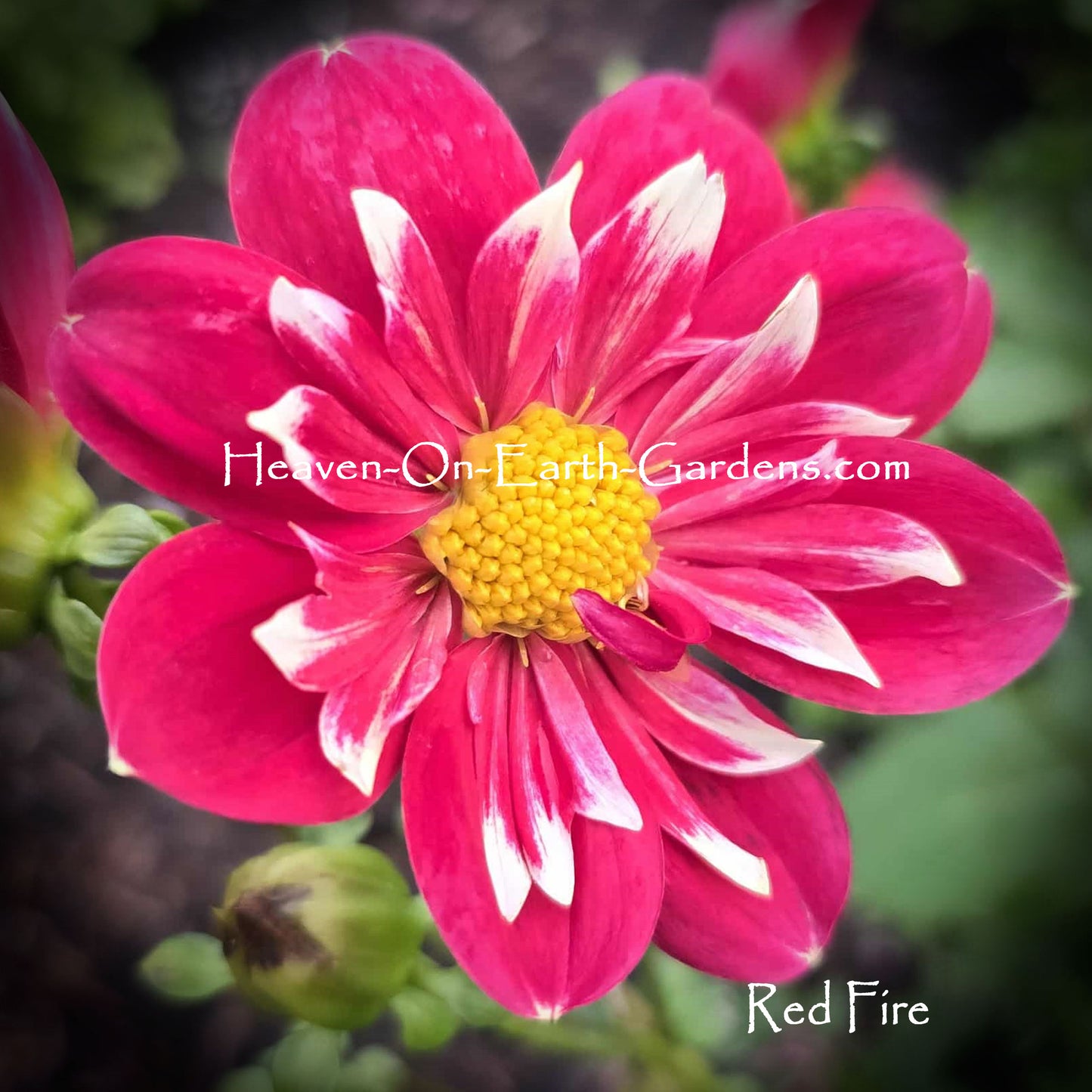 Red Fire