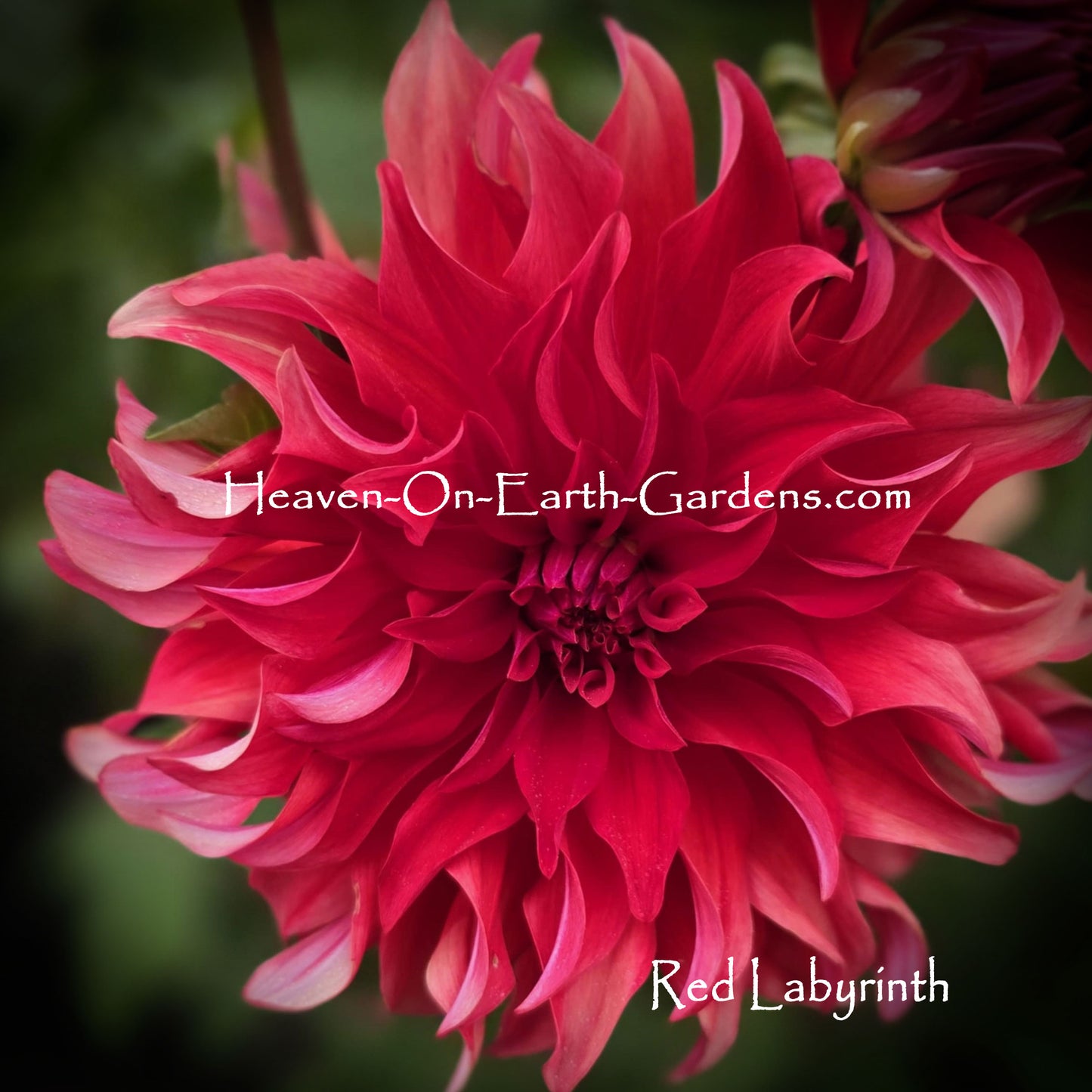Red Labyrinth