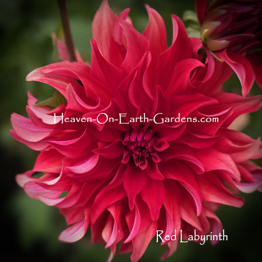 Red Labyrinth