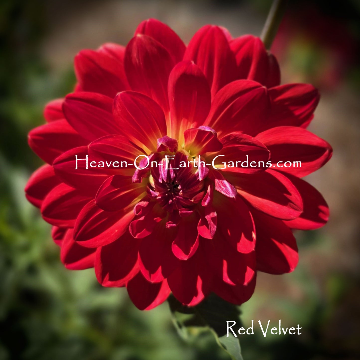 Red Velvet