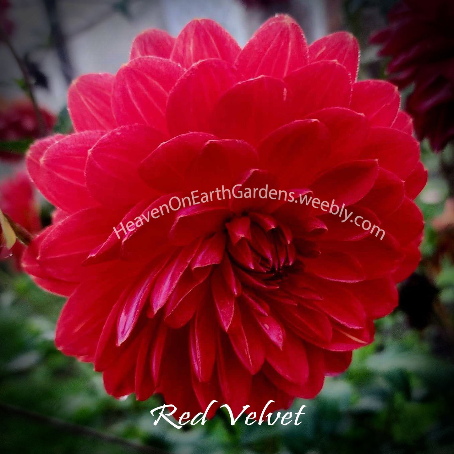Red Velvet