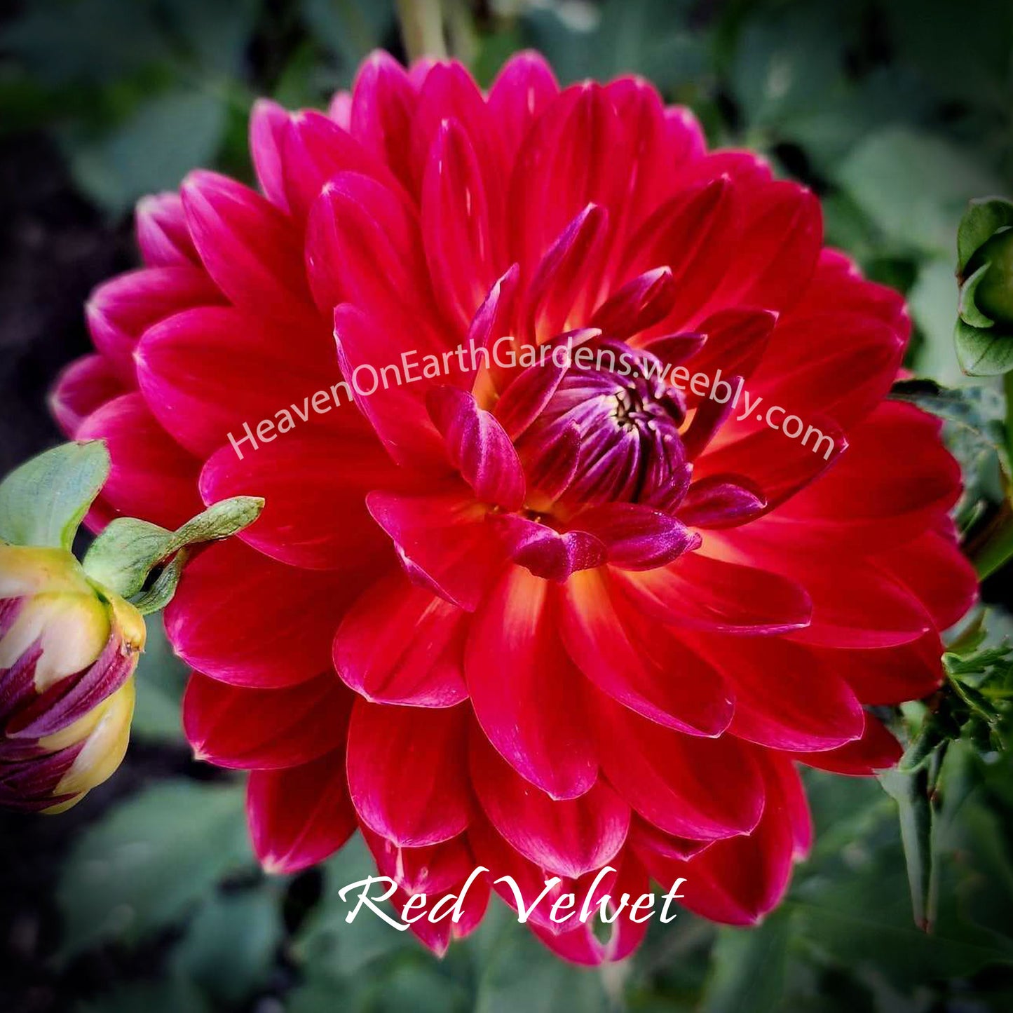 Red Velvet