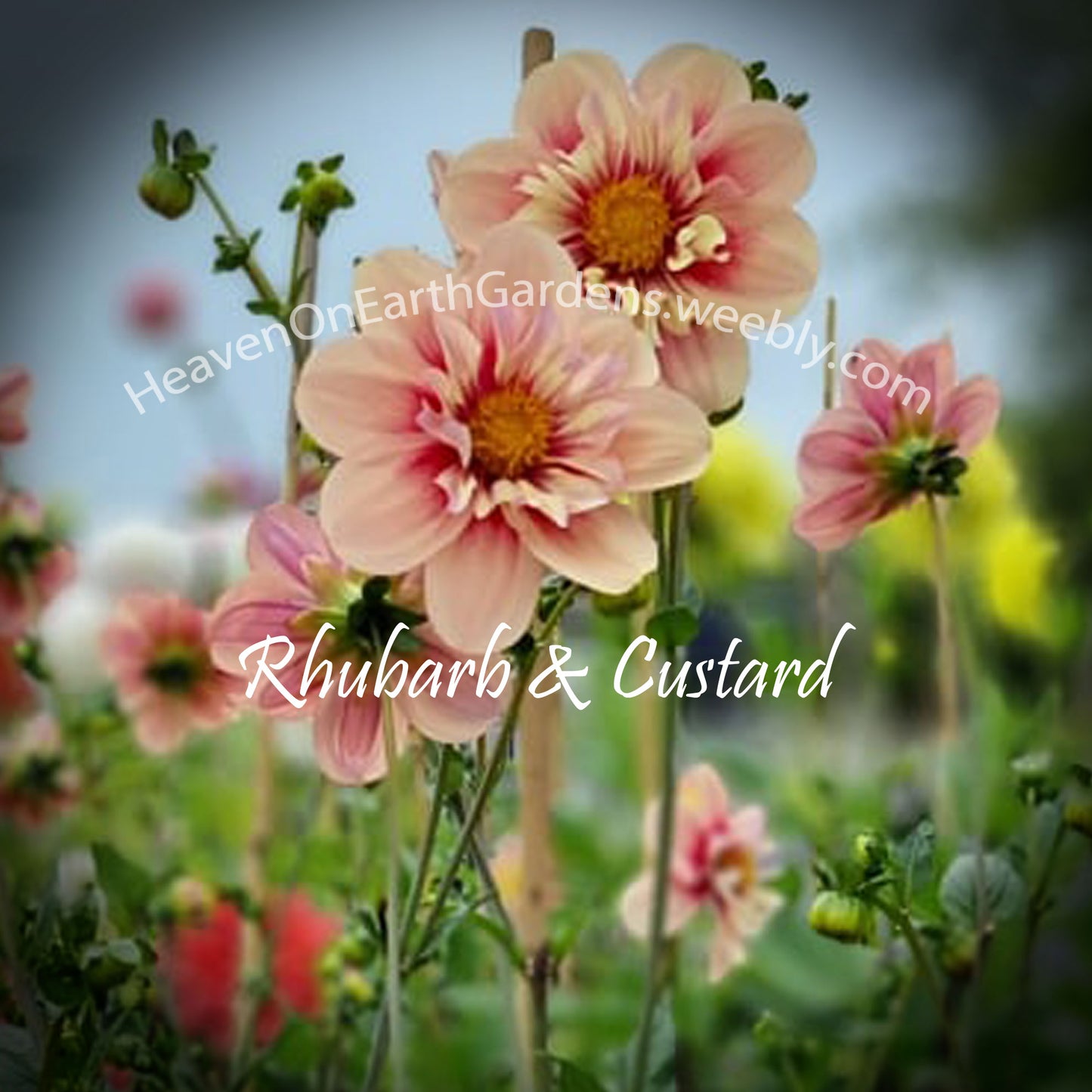 Rhubarb and Custard