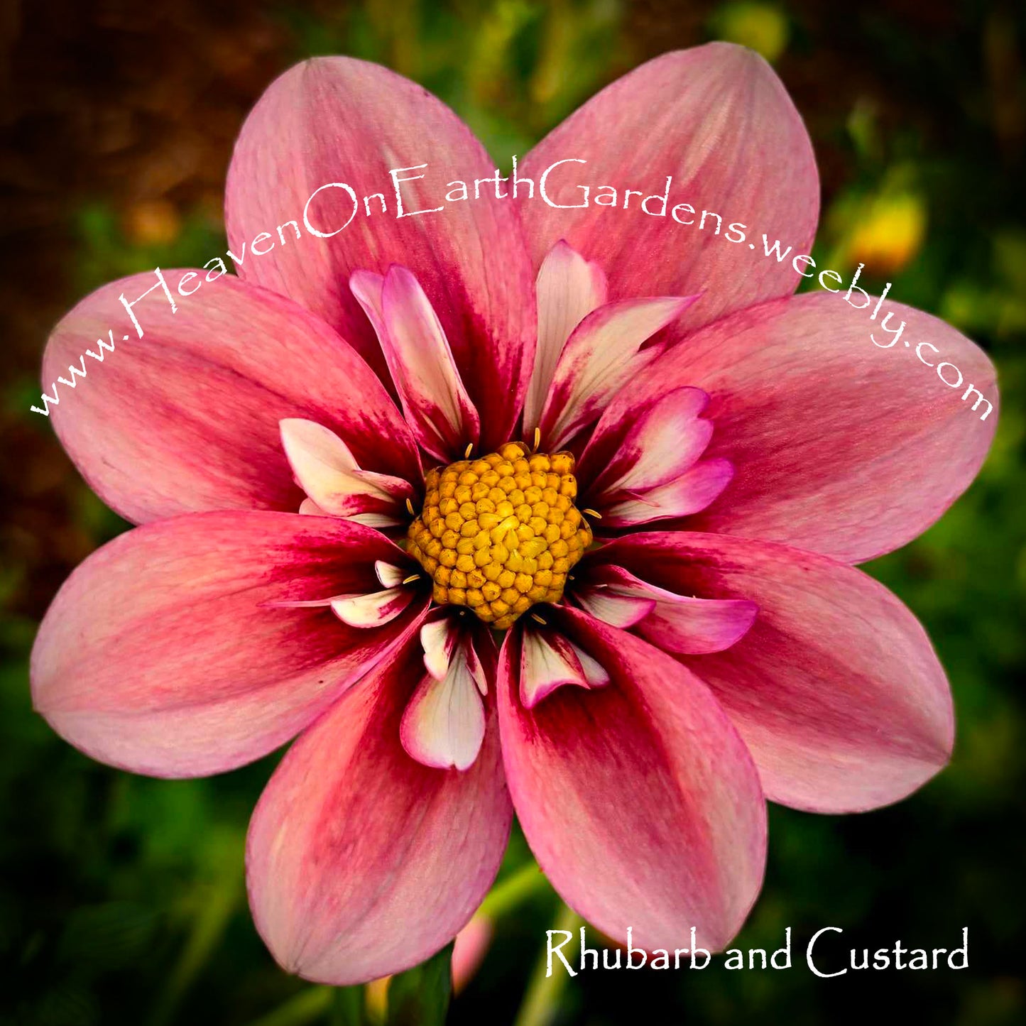 Rhubarb and Custard