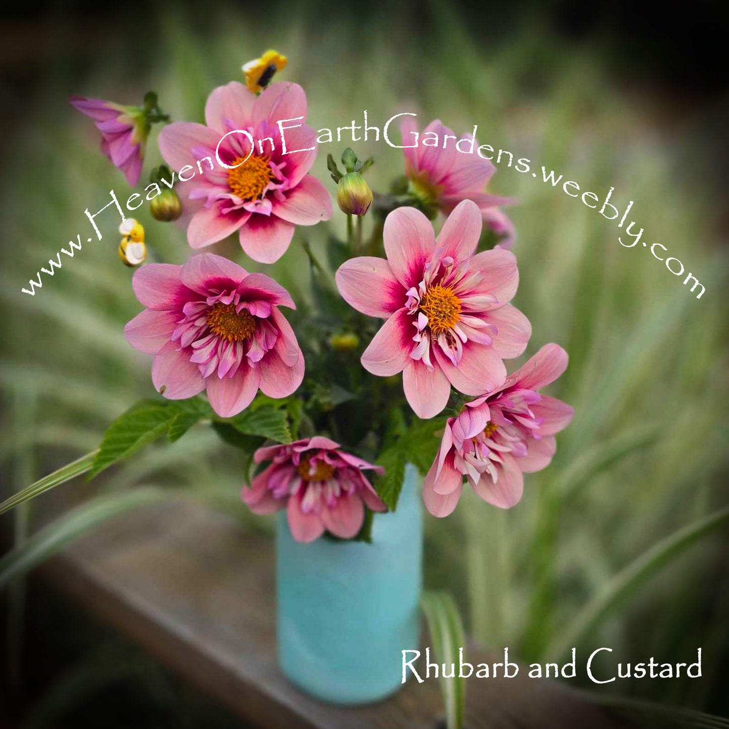 Rhubarb and Custard