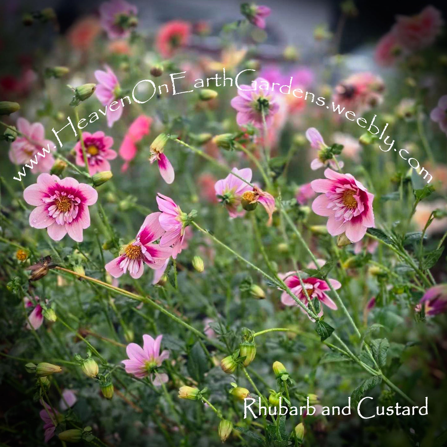 Rhubarb and Custard