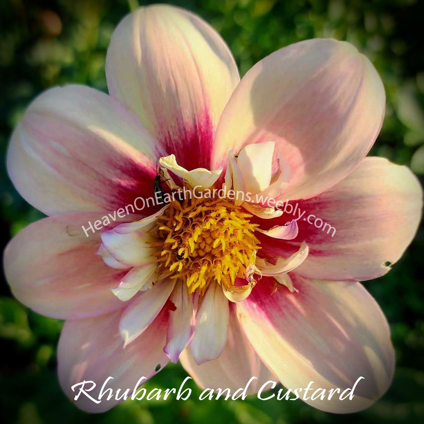 Rhubarb and Custard