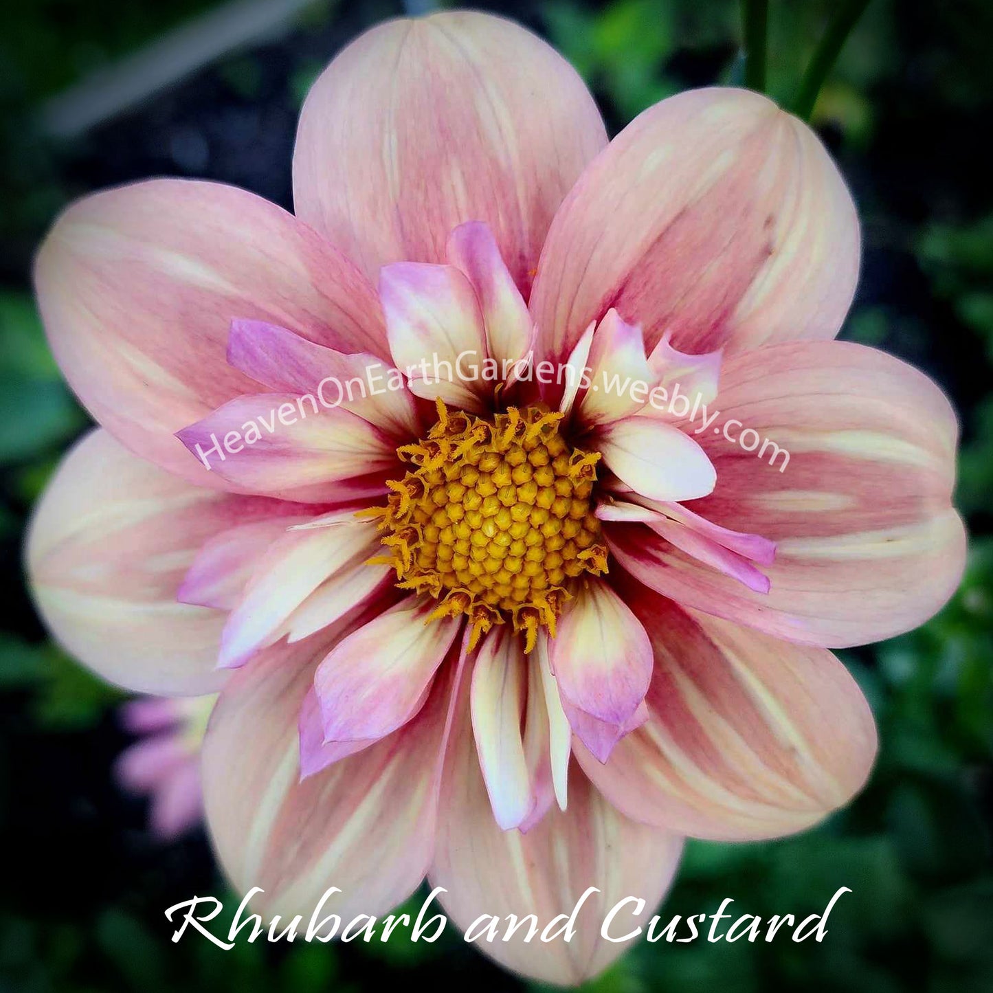 Rhubarb and Custard