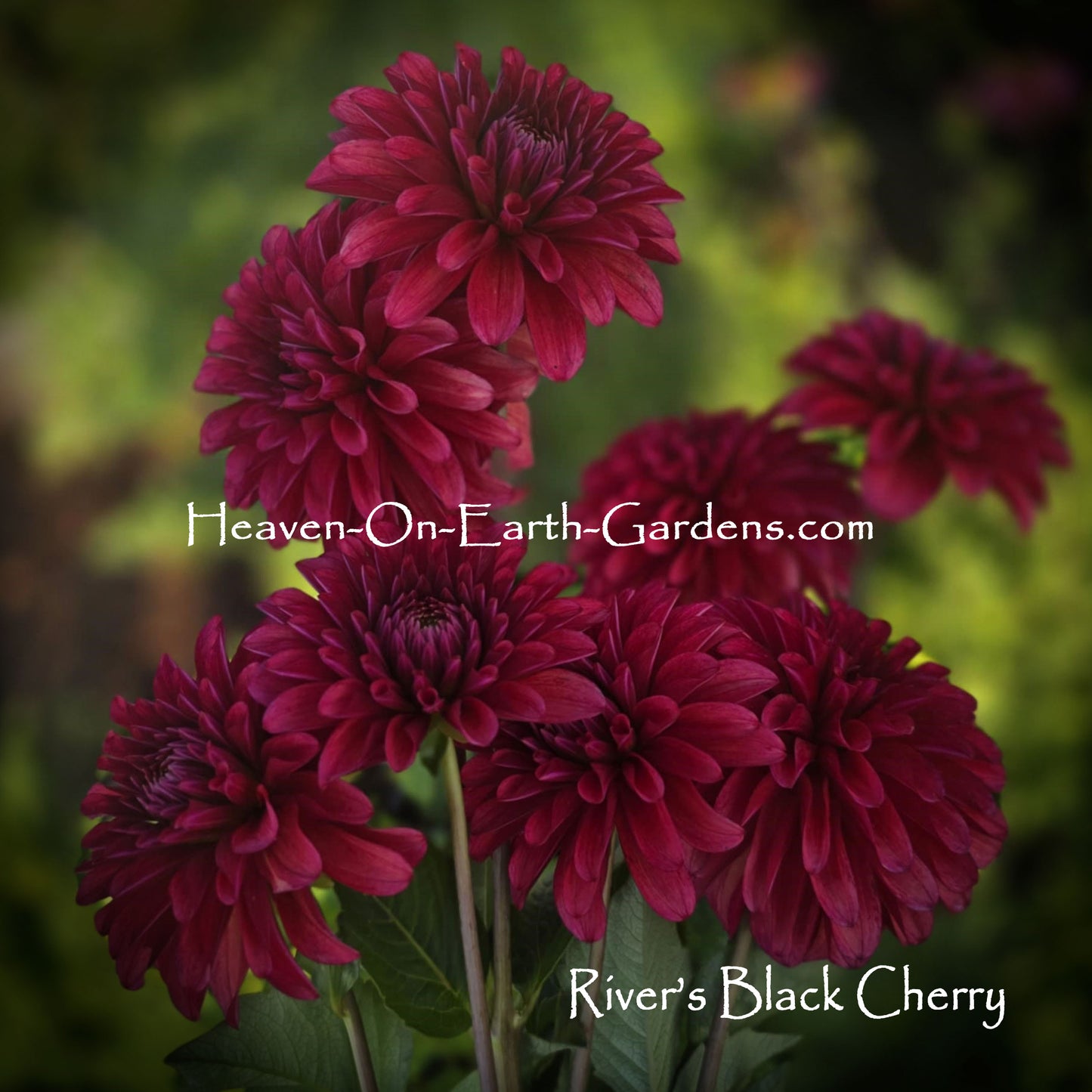 River's Black Cherry