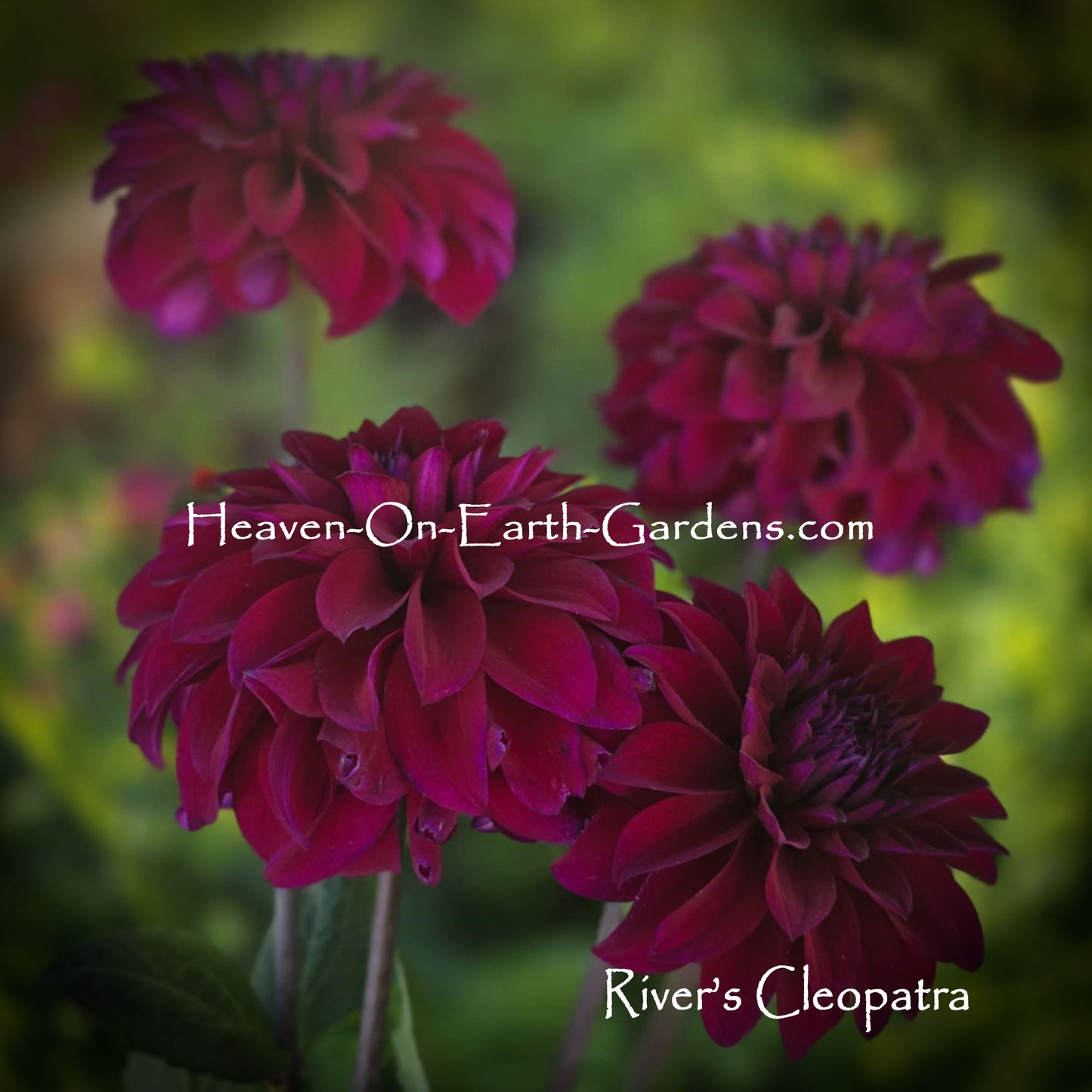 River's Cleopatra