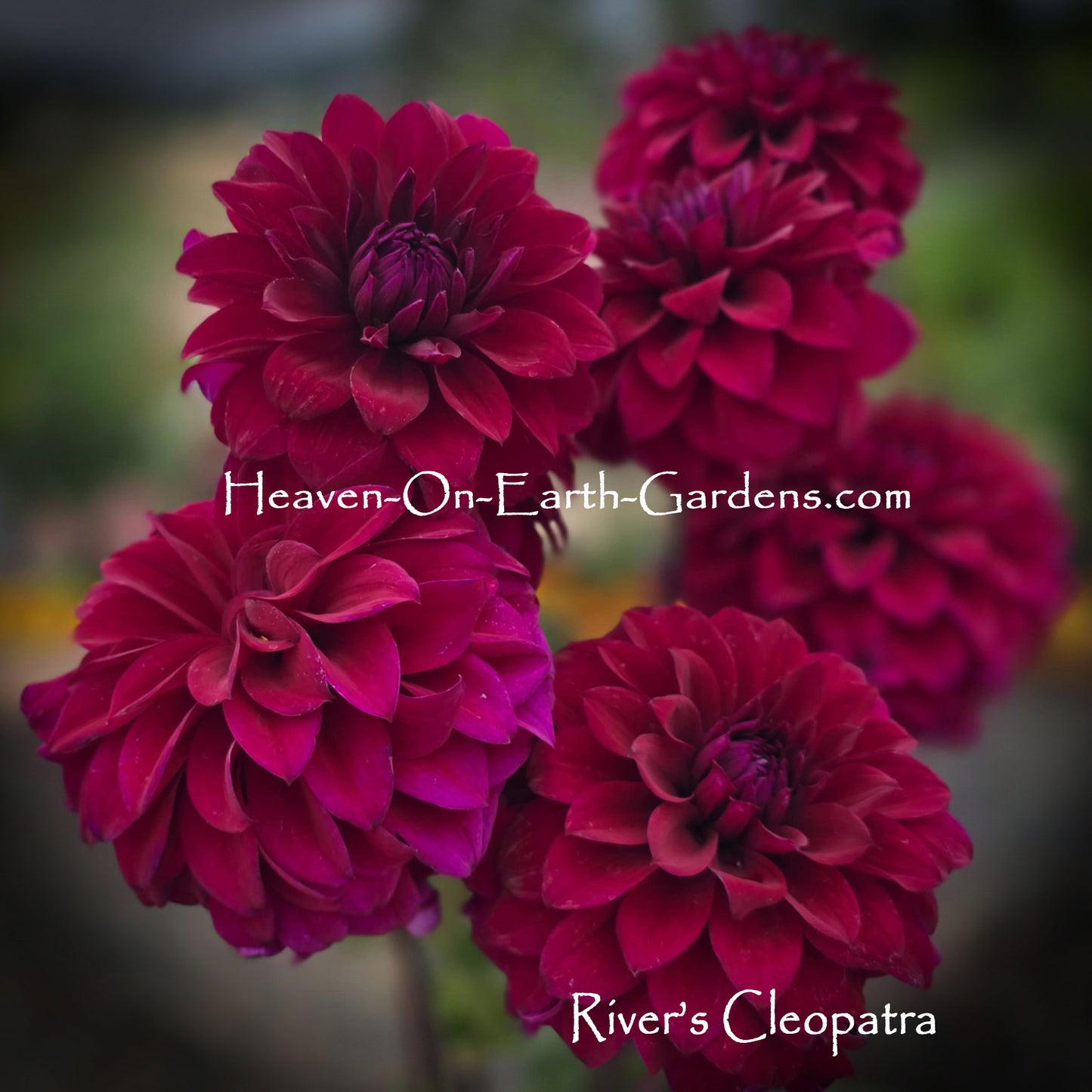 River's Cleopatra