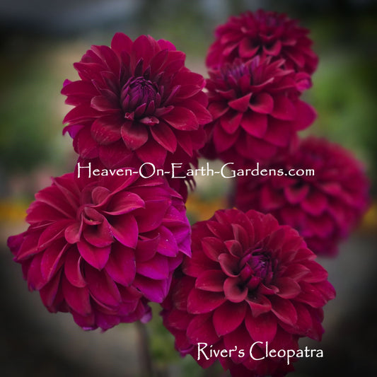 River's Cleopatra