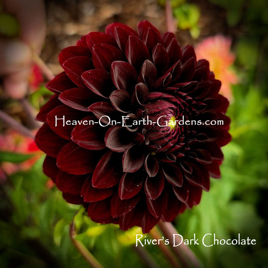 River's Dark Chocolate