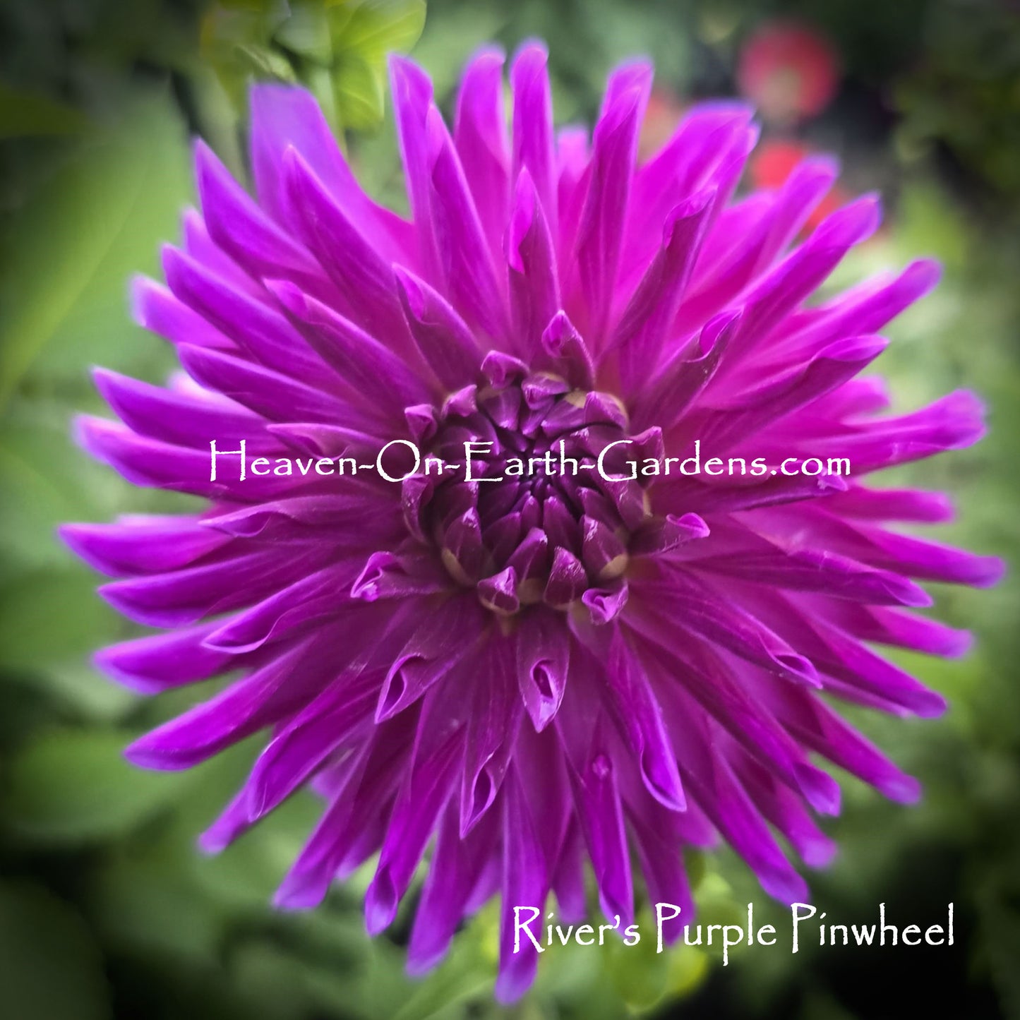 River's Purple Pinwheel