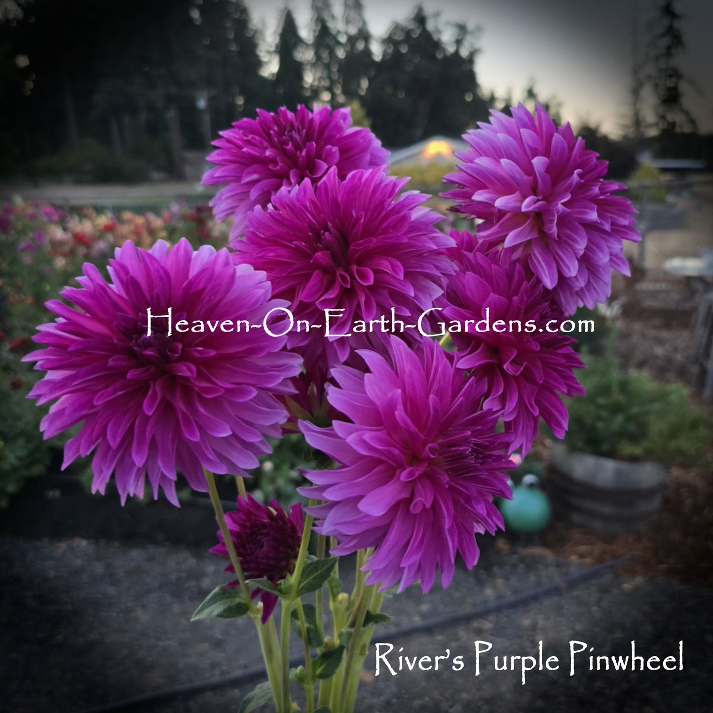 River's Purple Pinwheel
