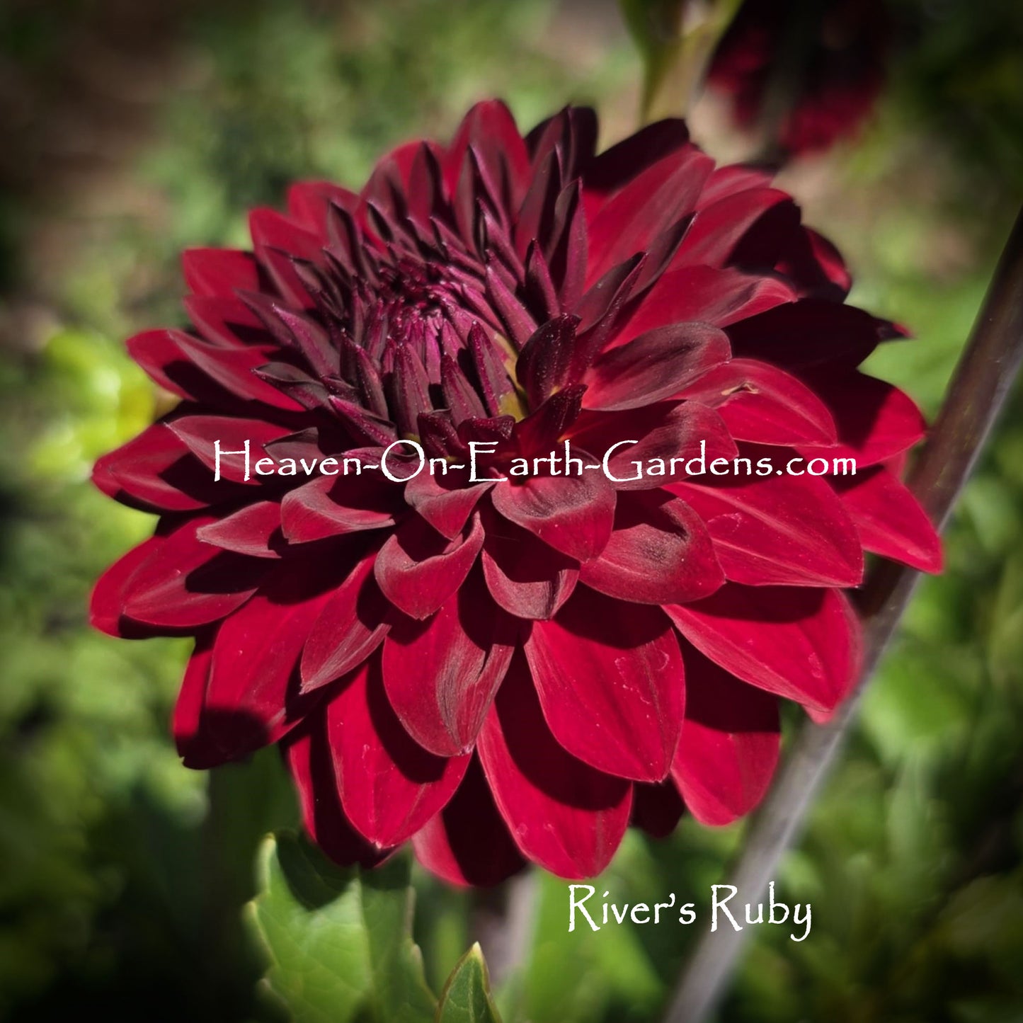 River's Ruby