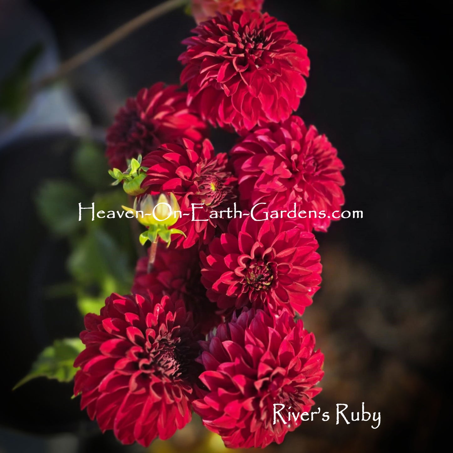 River's Ruby