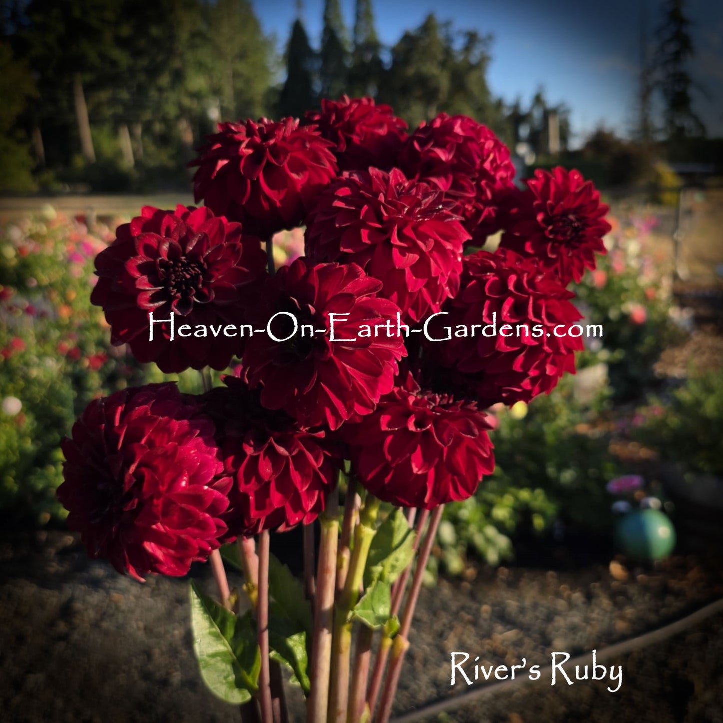 River's Ruby