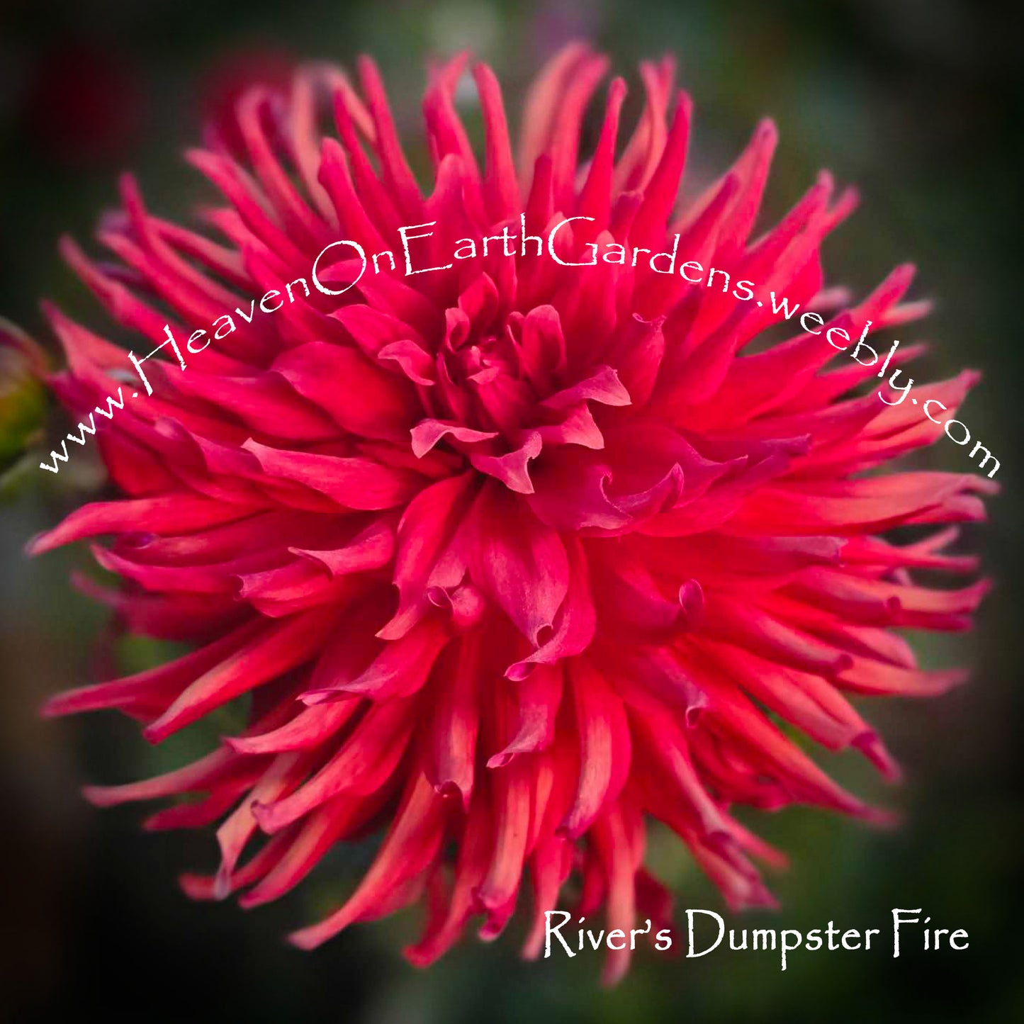 River's Dumpster Fire