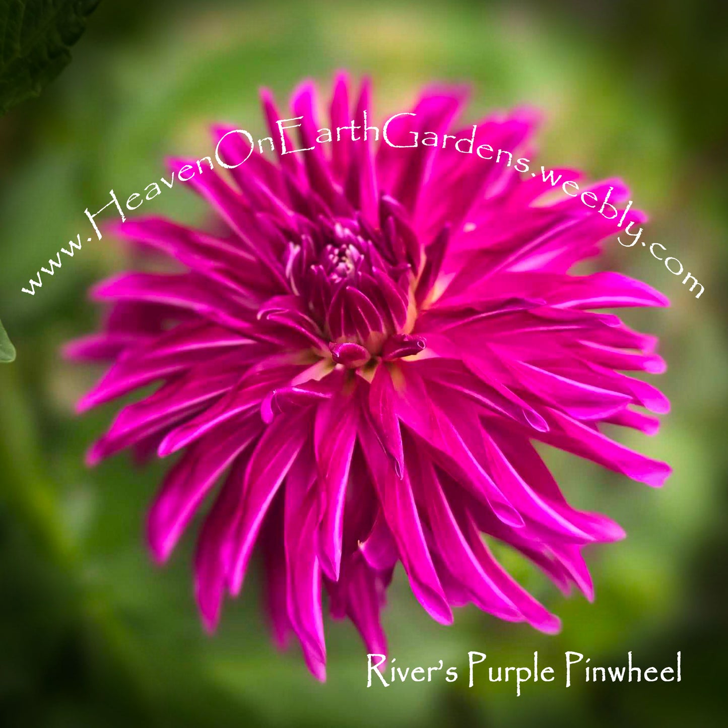 River's Purple Pinwheel