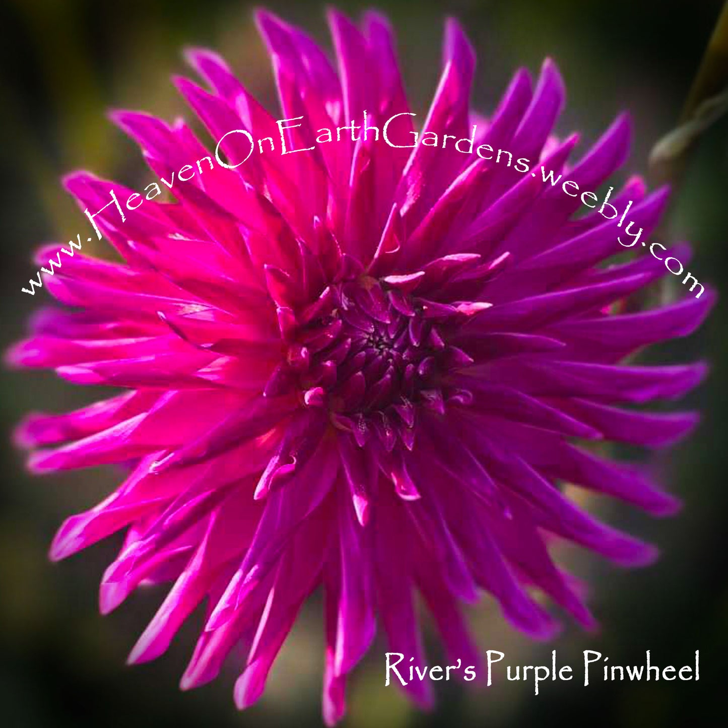 River's Purple Pinwheel