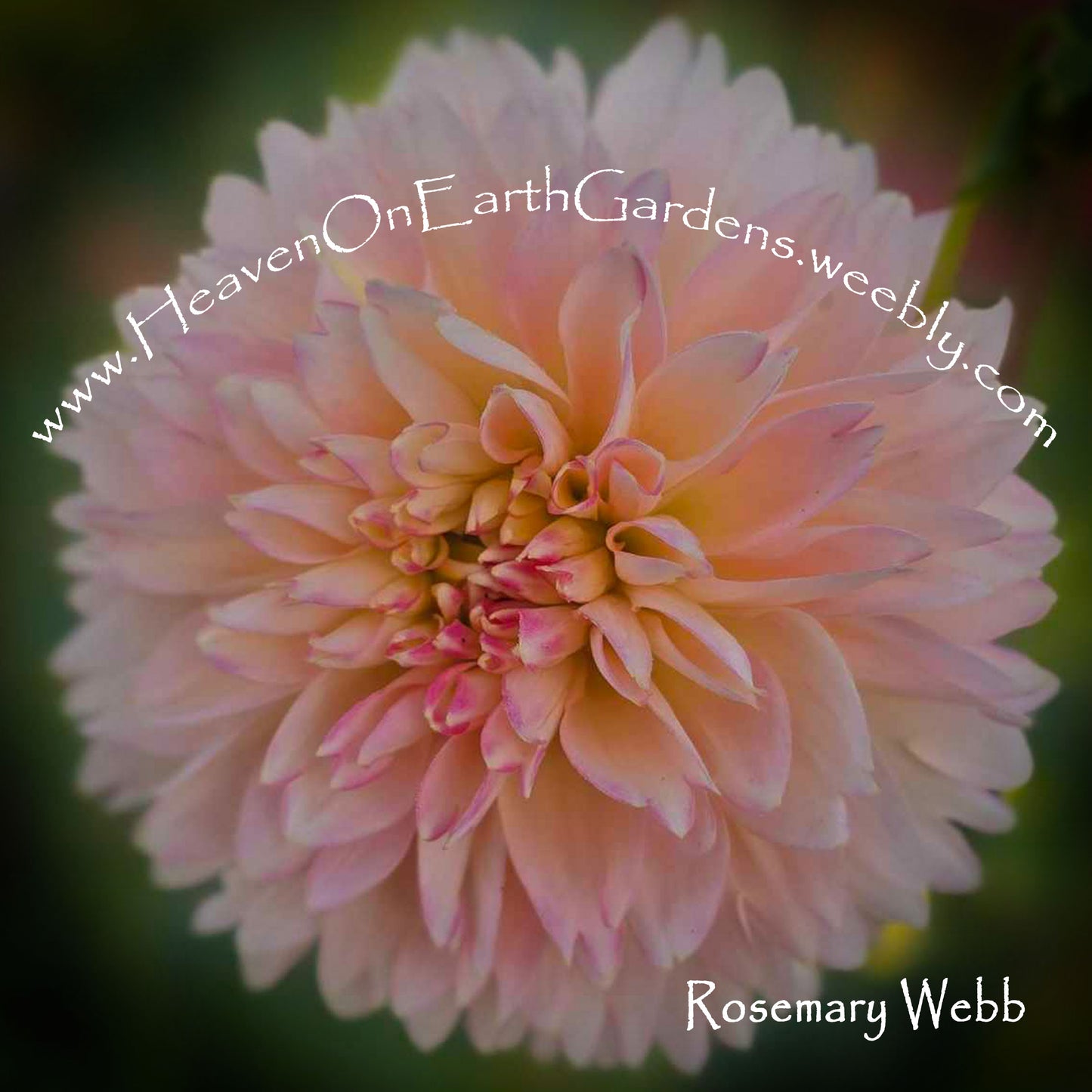 Rosemary Webb
