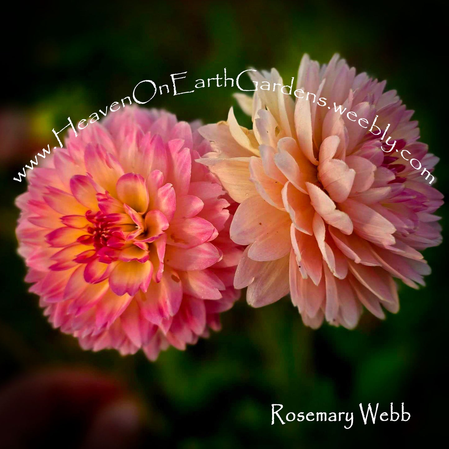 Rosemary Webb