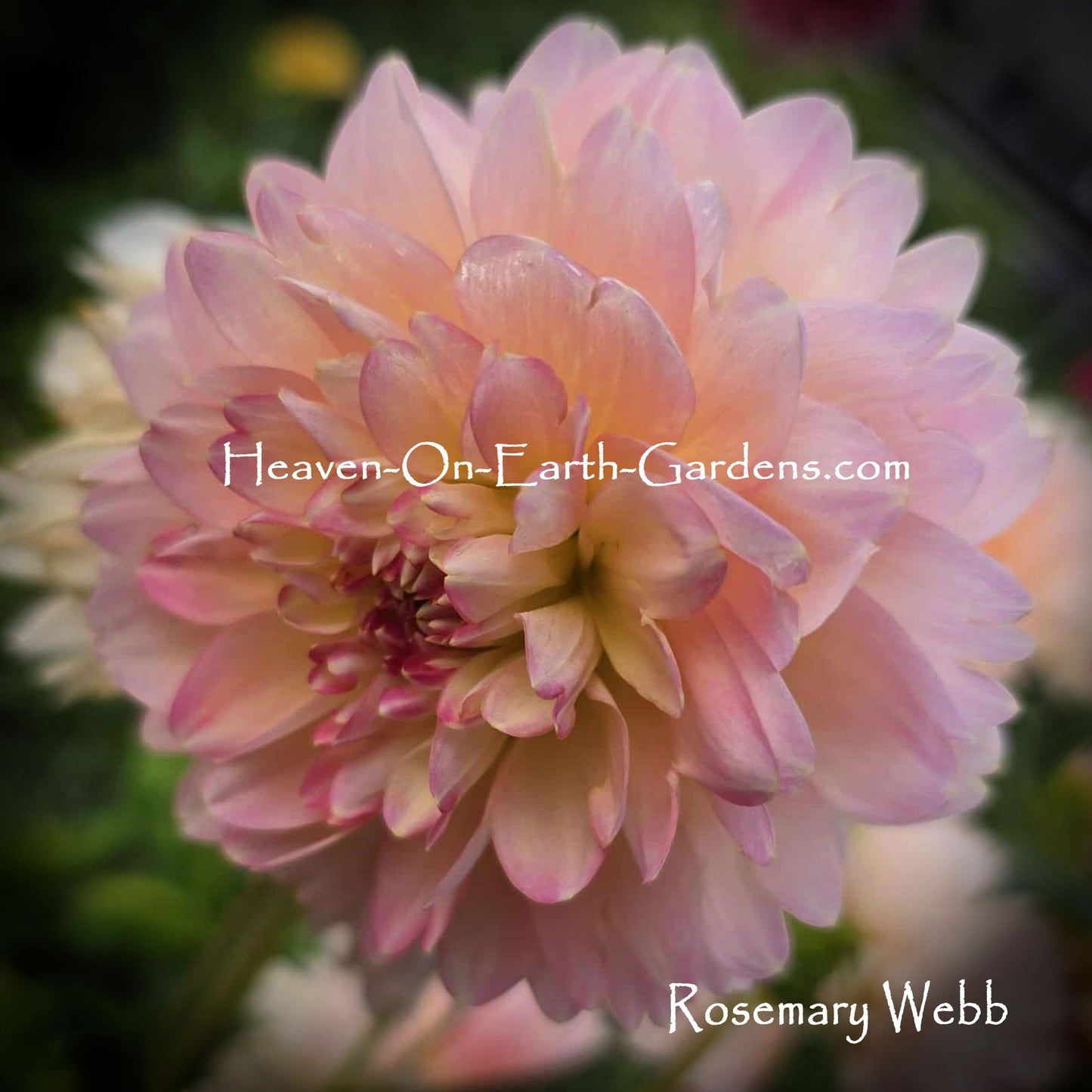 Rosemary Webb