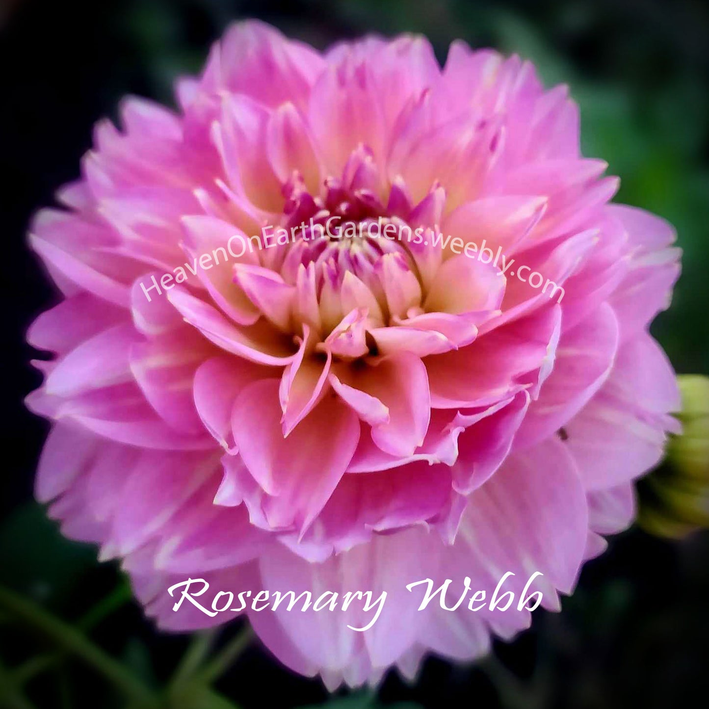 Rosemary Webb