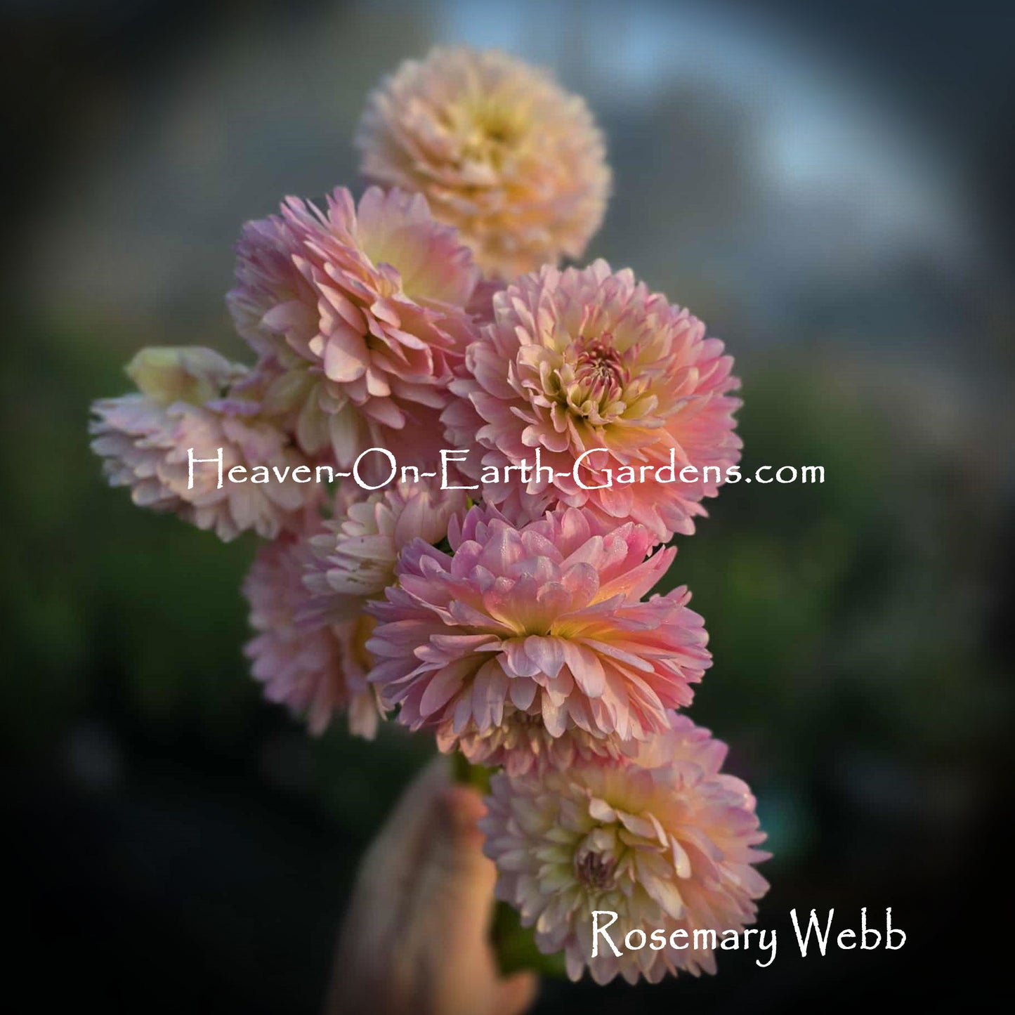 Rosemary Webb