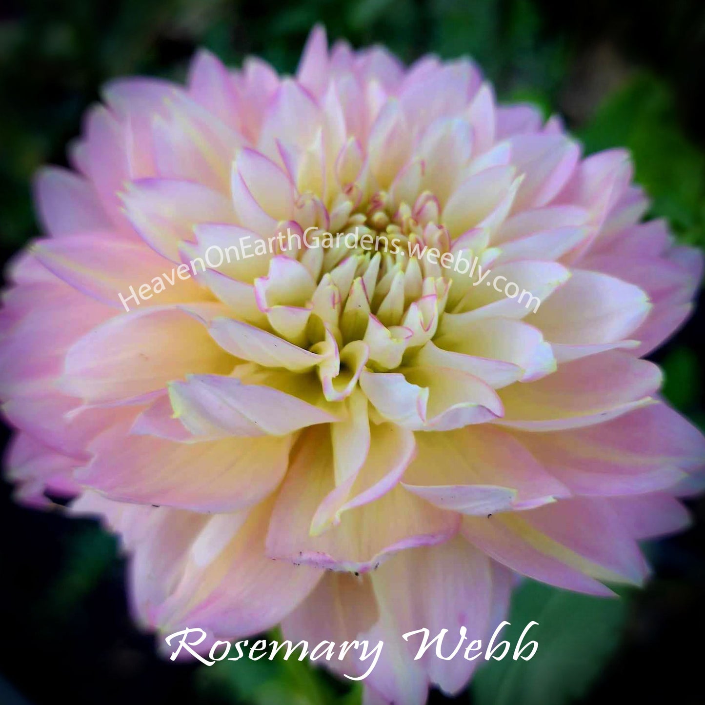 Rosemary Webb