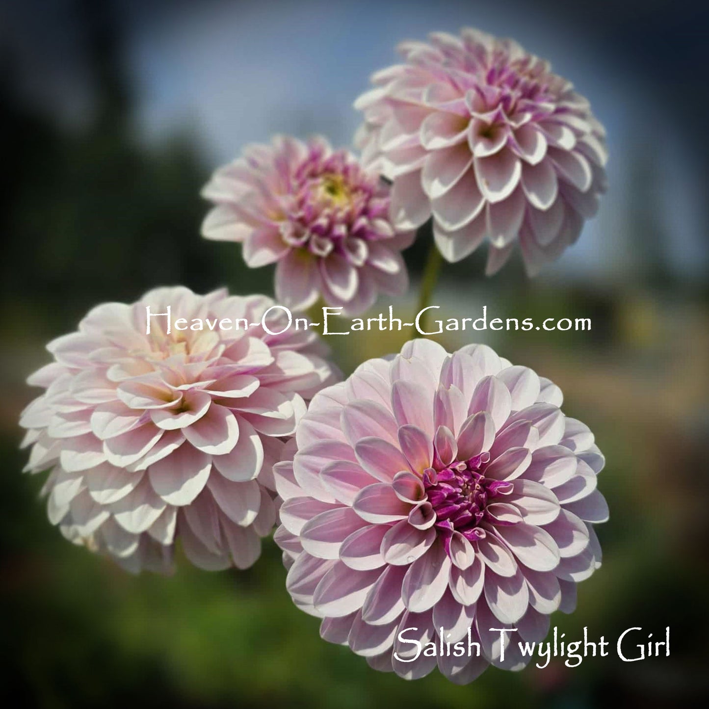 Salish Twilight Girl