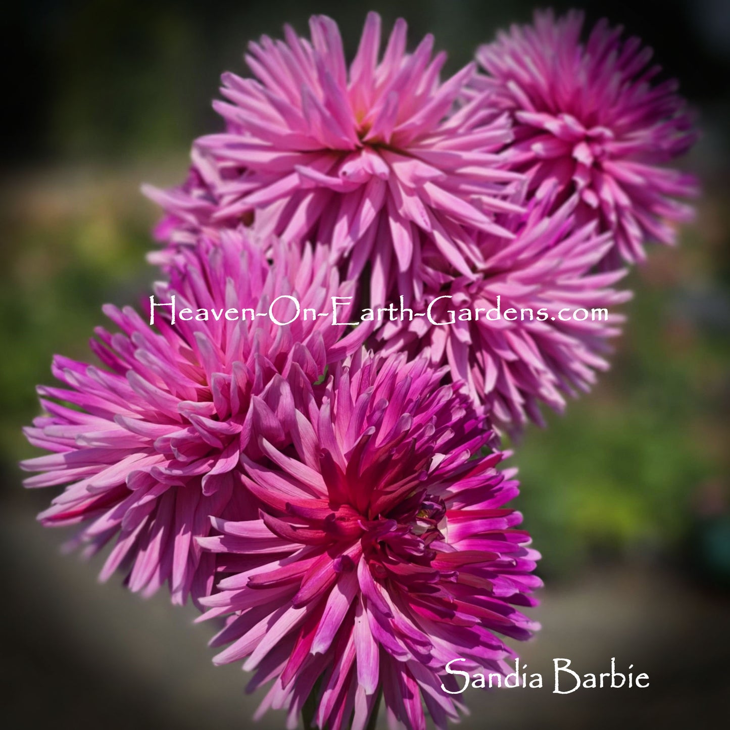 Sandia Barbie
