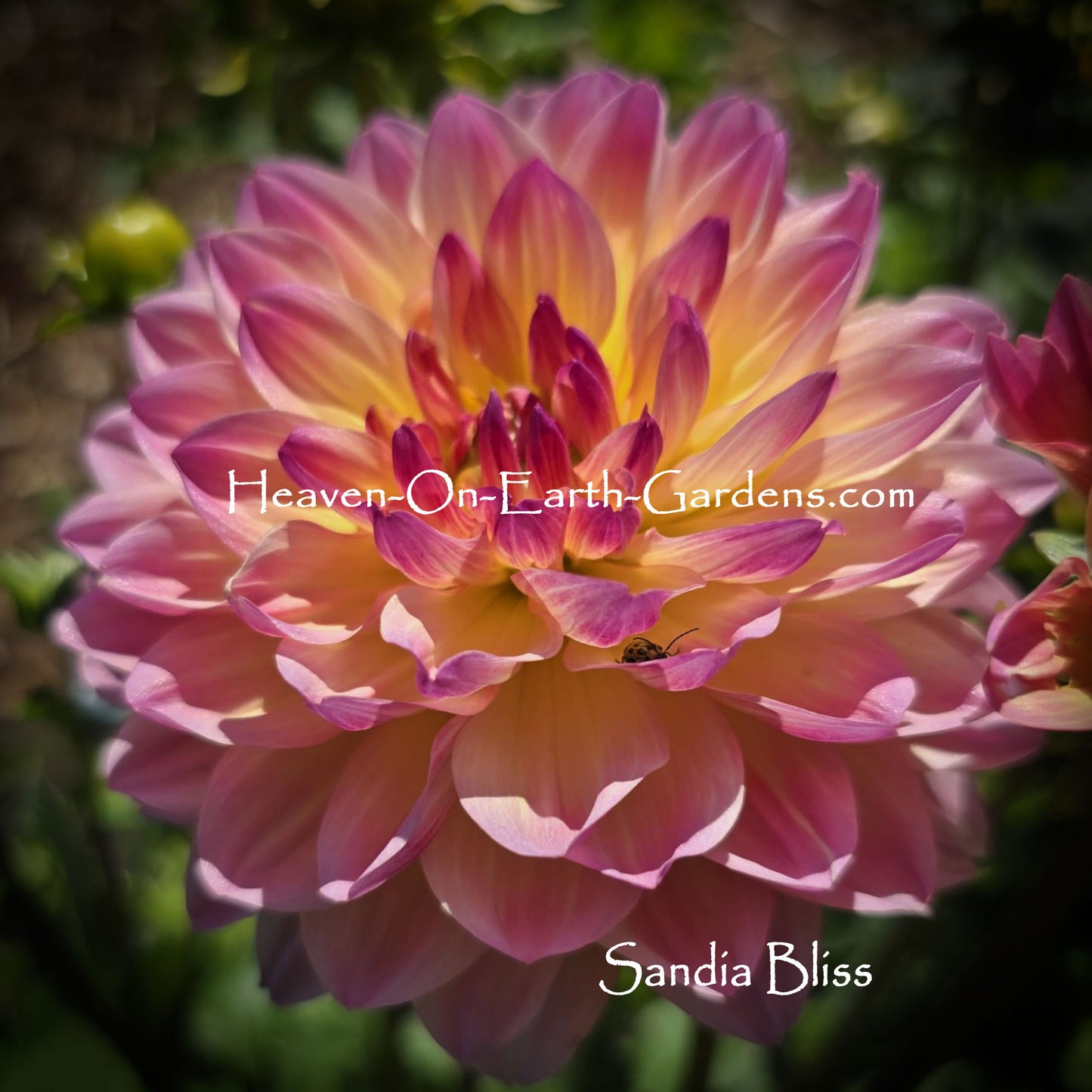 Sandia Bliss