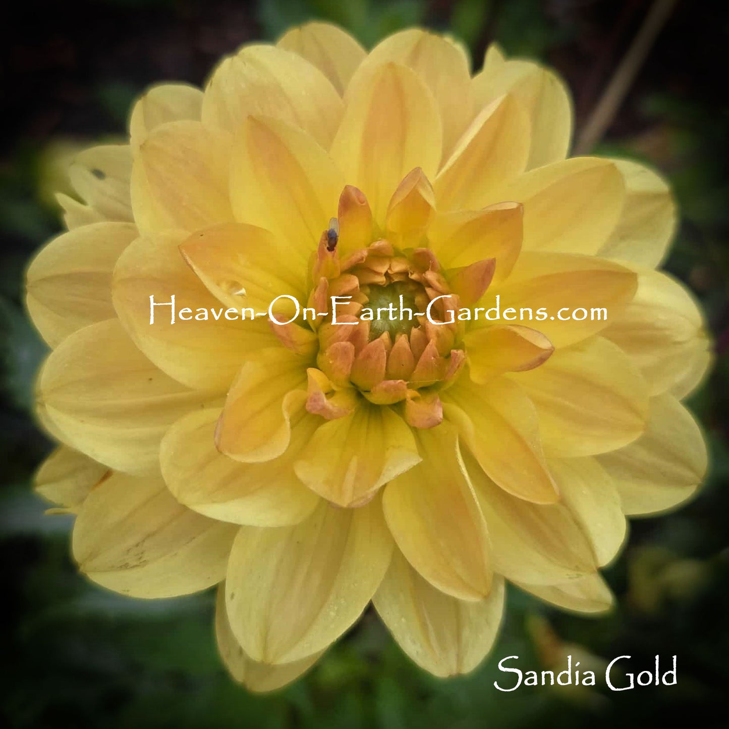 Sandia Gold