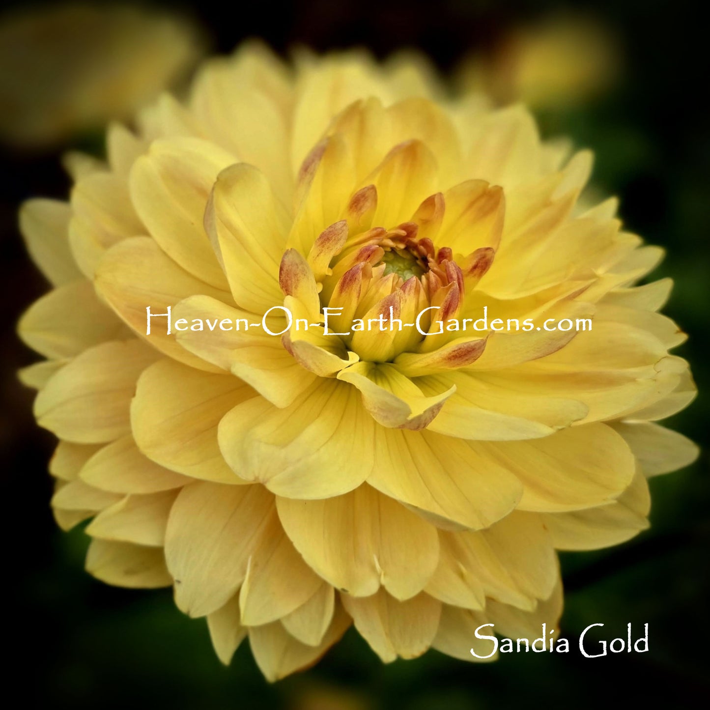 Sandia Gold